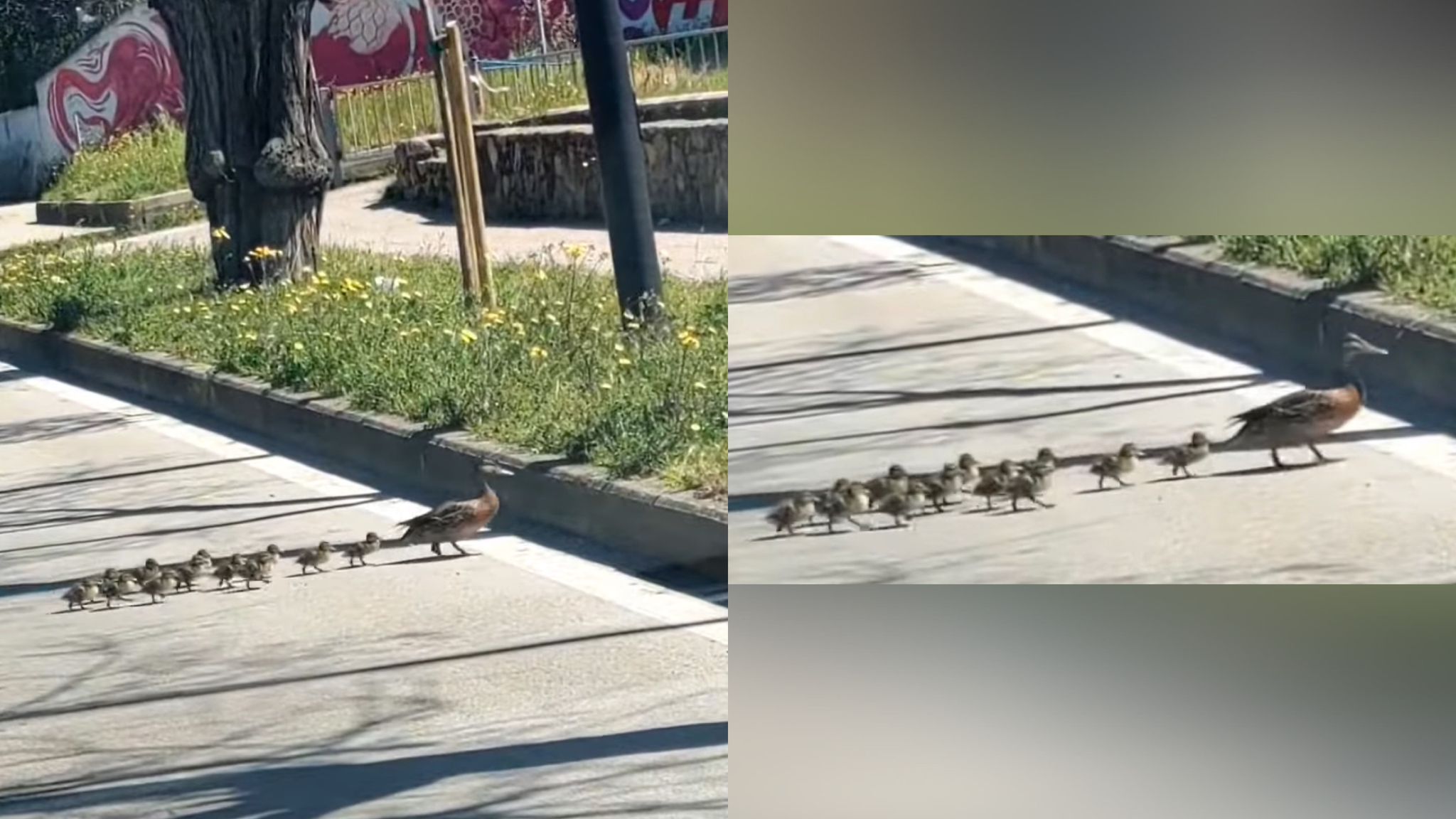 Olbia, la primavera in città: ecco mamma anatra e i suoi piccoli