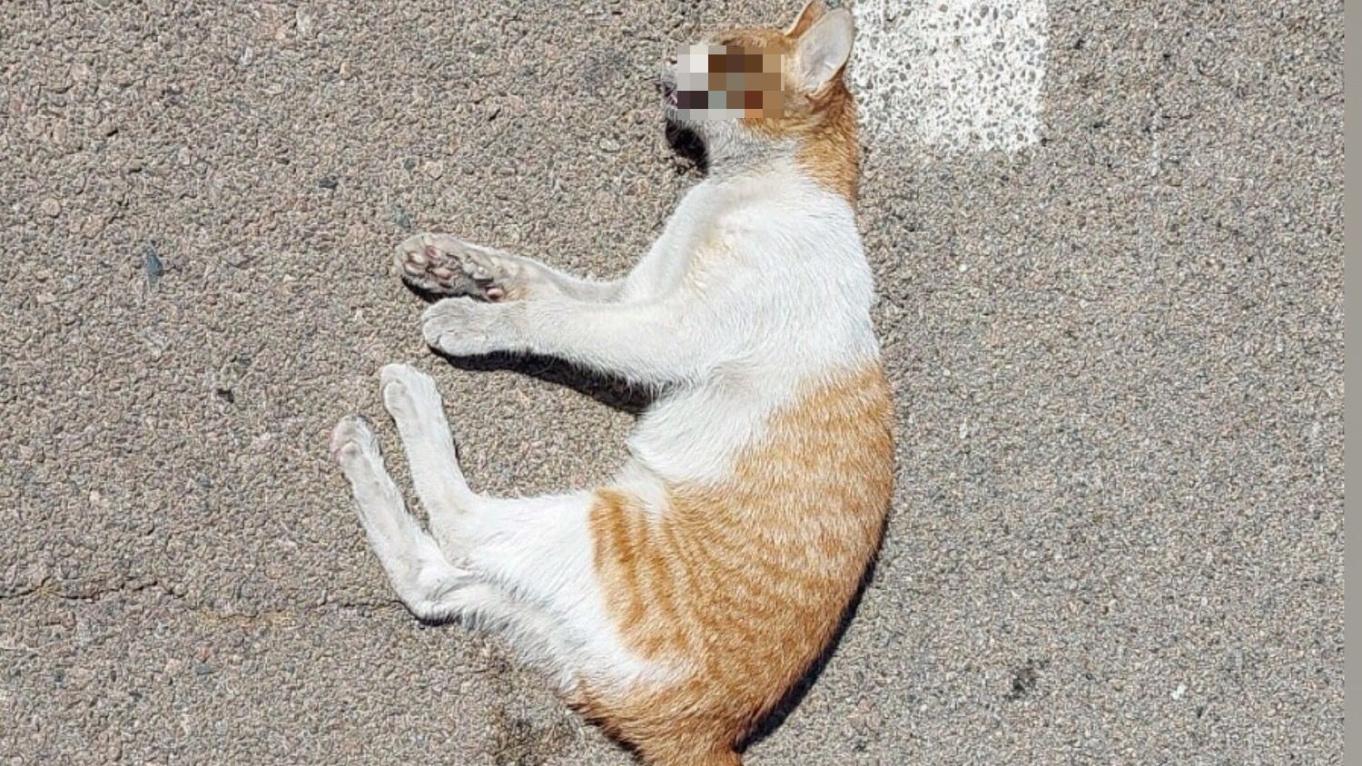 Olbia, troppi animali investiti: ma in pochi si fermano