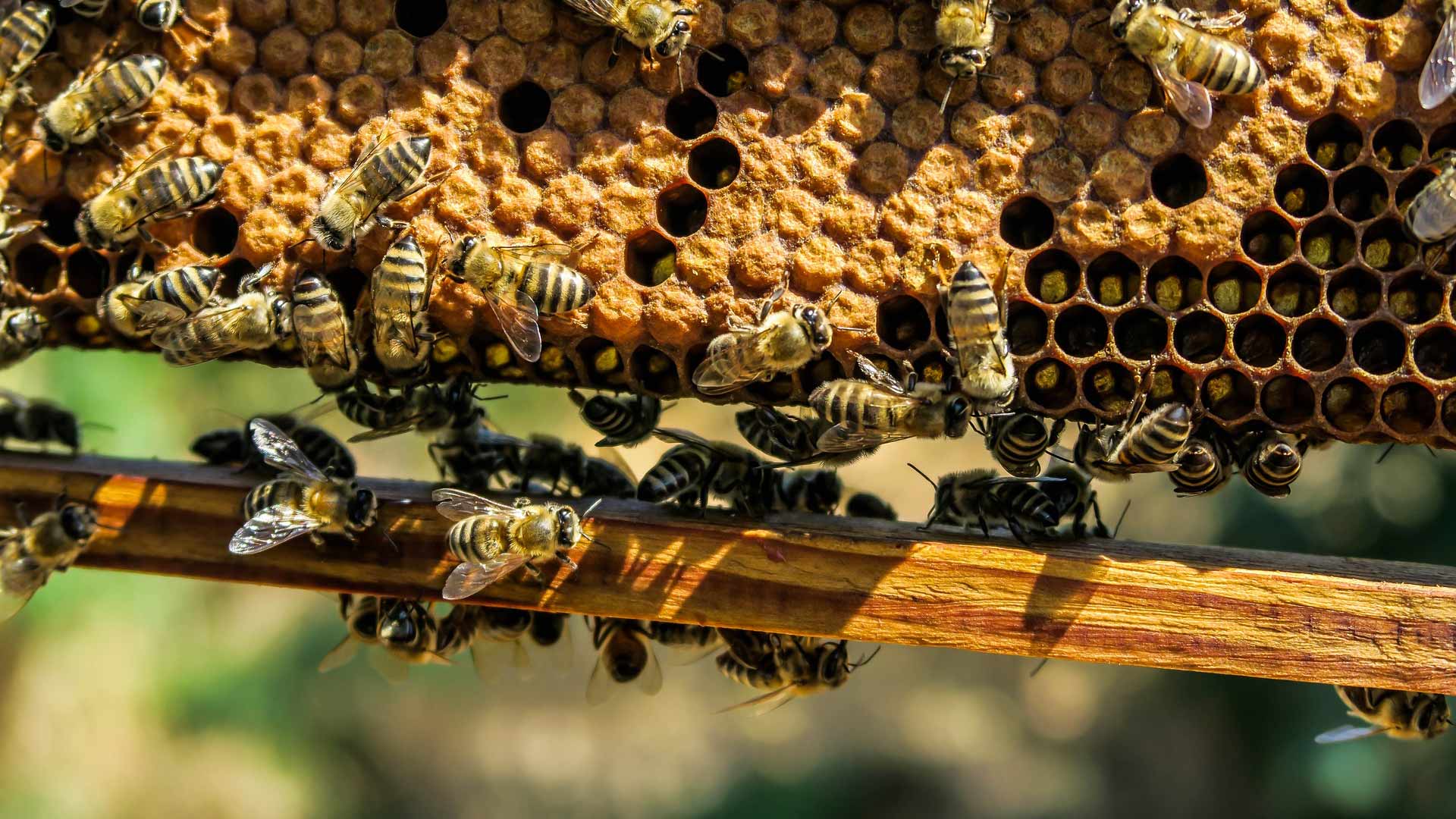 Disastro Montuferru: Legambiente si mobilita per gli apicoltori