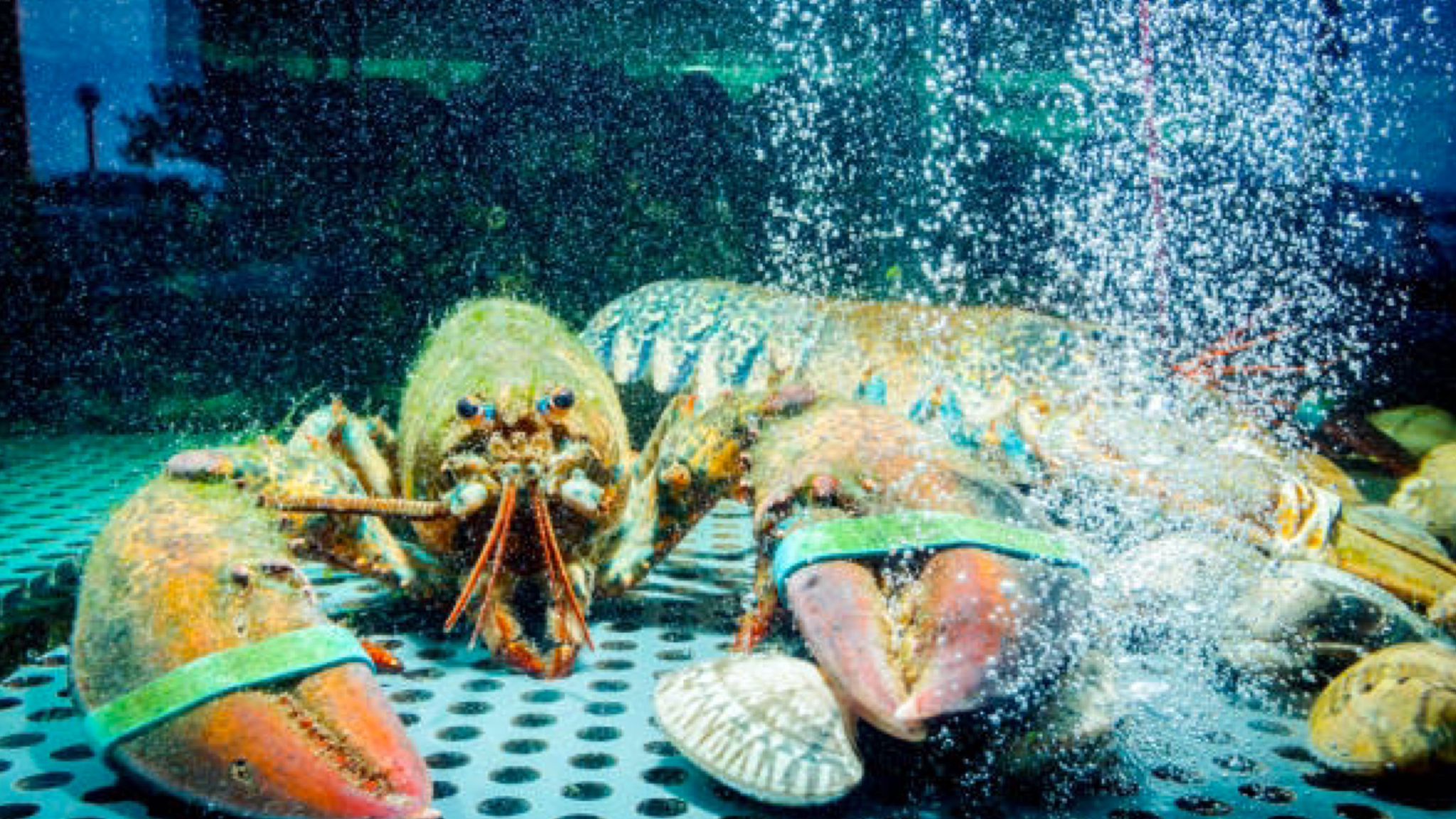 Golfo Aranci: salva una aragosta dal ristorante e la libera in mare