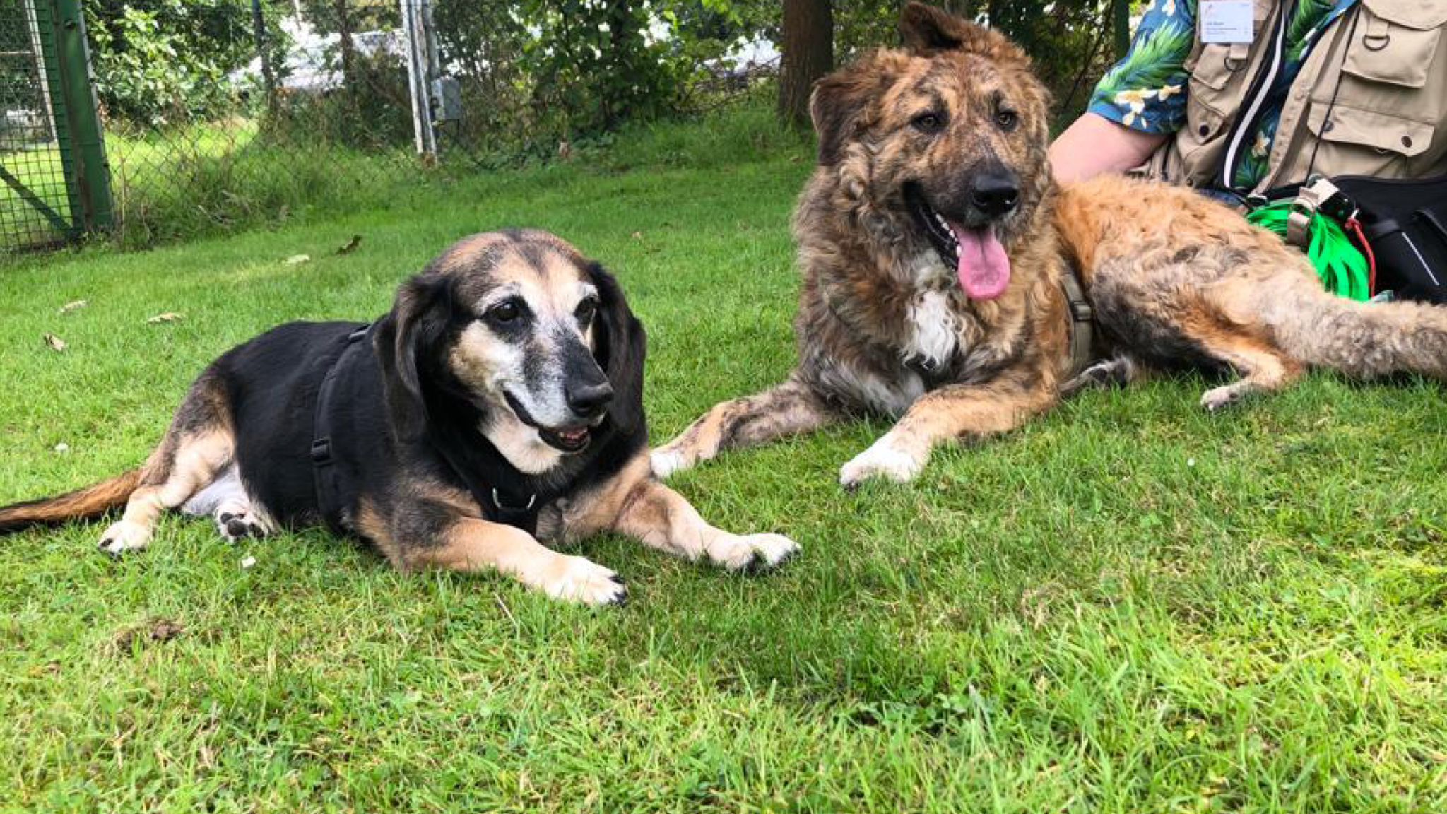 I trovatelli di Arzachena al festival dei cani adottati in Germania