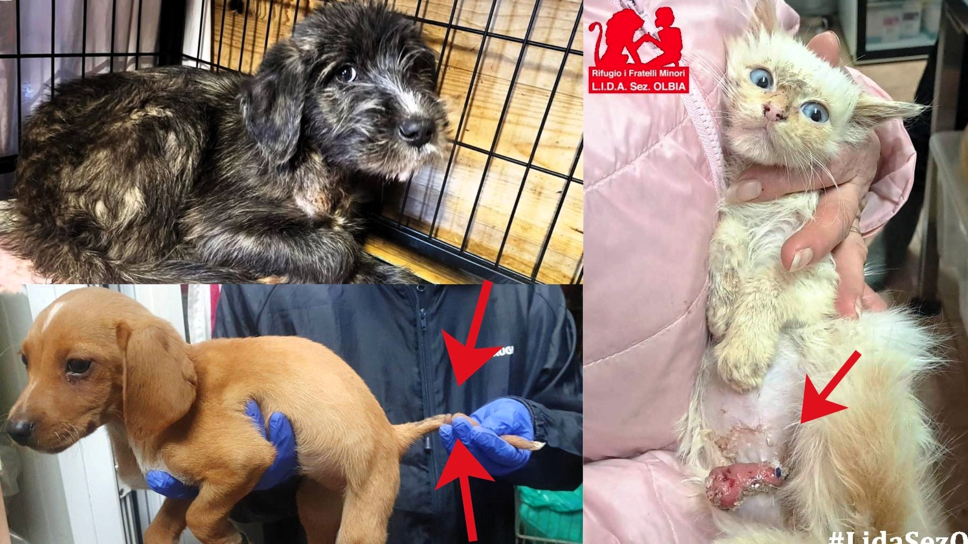 Olbia, tre cuccioli salvati dall’orrore: le storie di Mare, Anellino e Astra