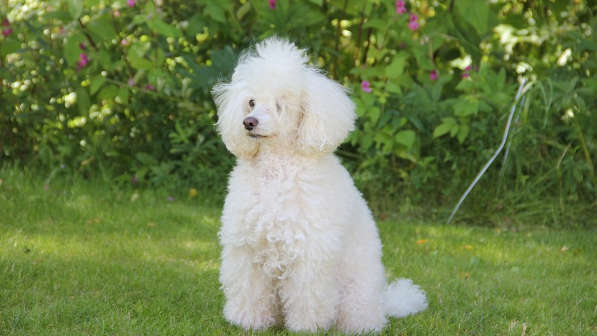 Chi è Glicy, il primo cane allerta diabete della Sardegna