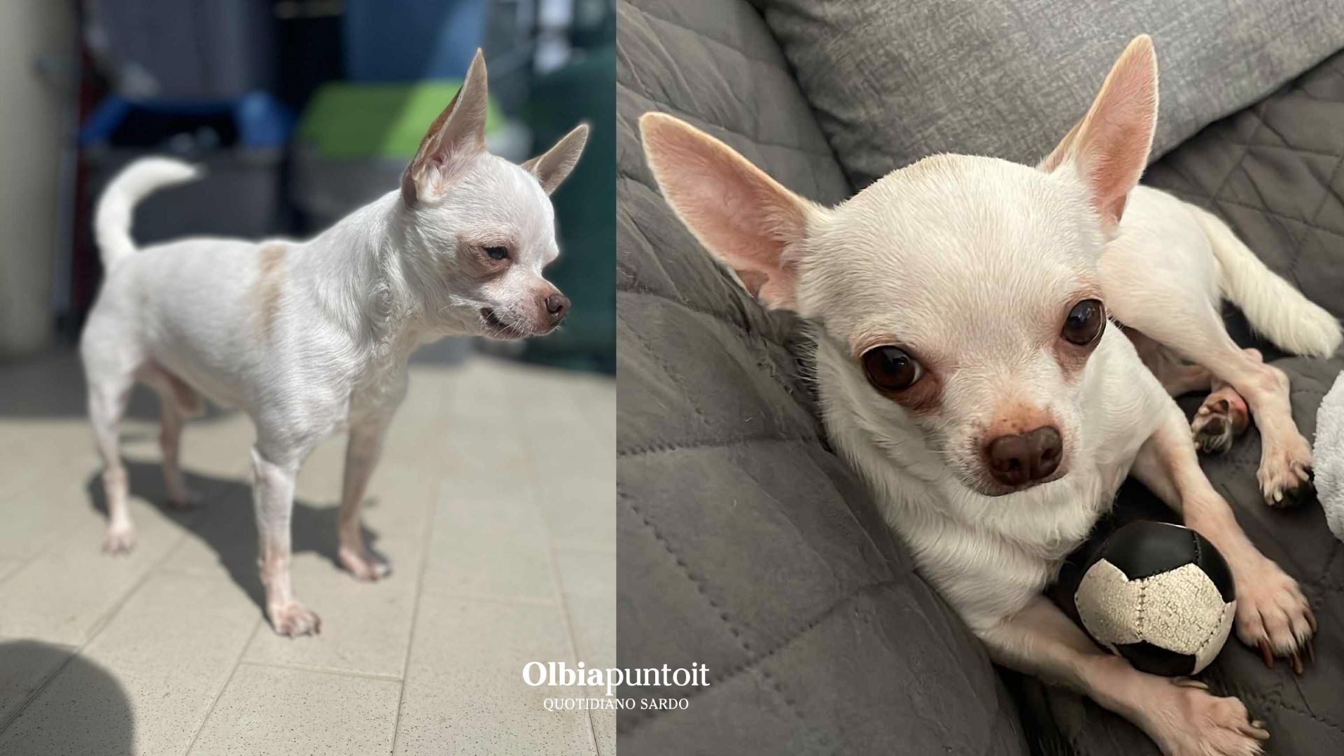 Olbia, scomparso nella notte Bullo, il chihuahua malato: è corsa contro il tempo