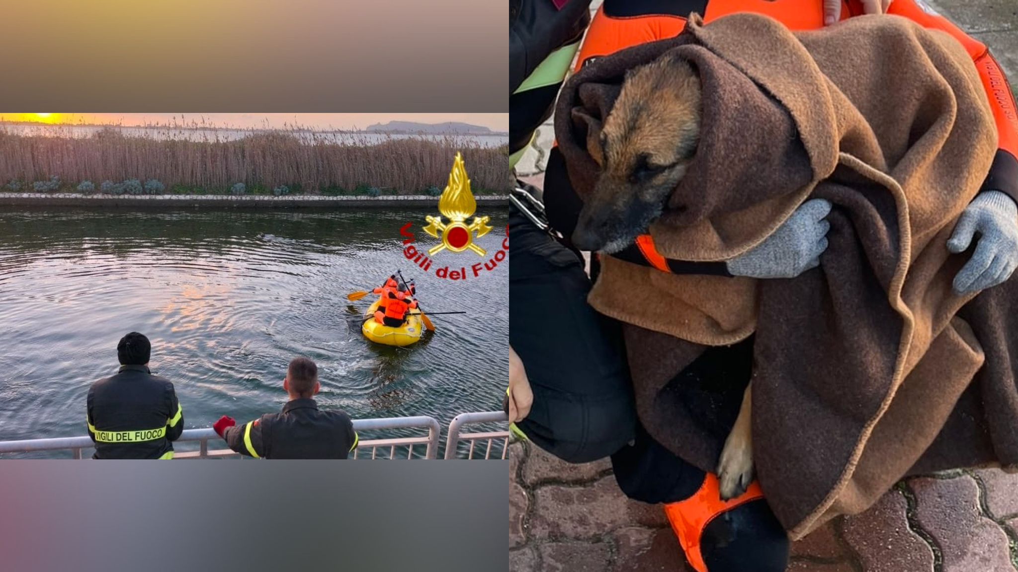 Cane finisce in un canale: ferito ma tratto in salvo