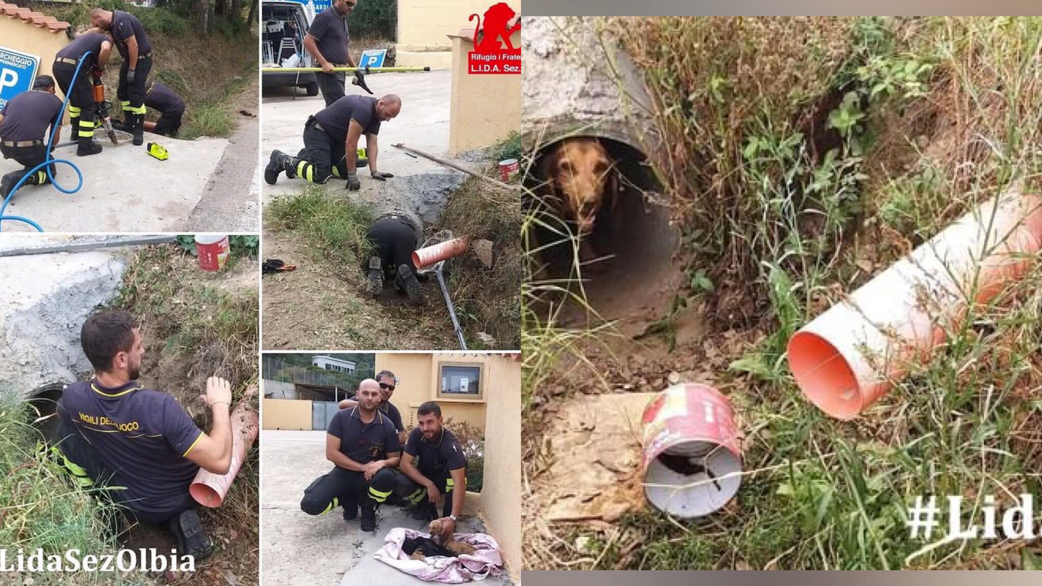 Olbia, mamma e cuccioli all'interno di un tubo: tratti in salvo dai VVF