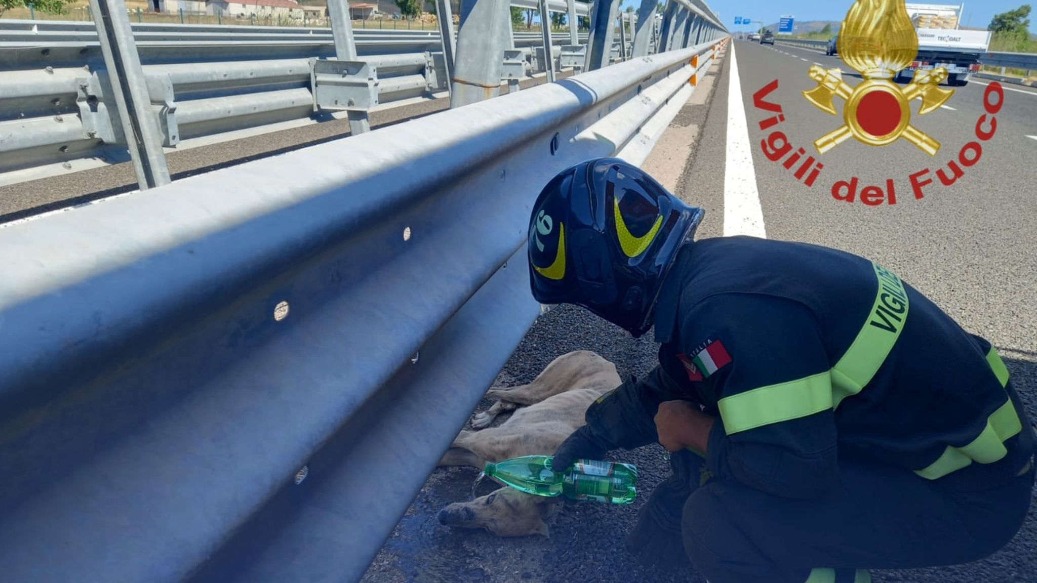 Nord Sardegna, cane investito e soccorso sulla ss 131: tratto in salvo