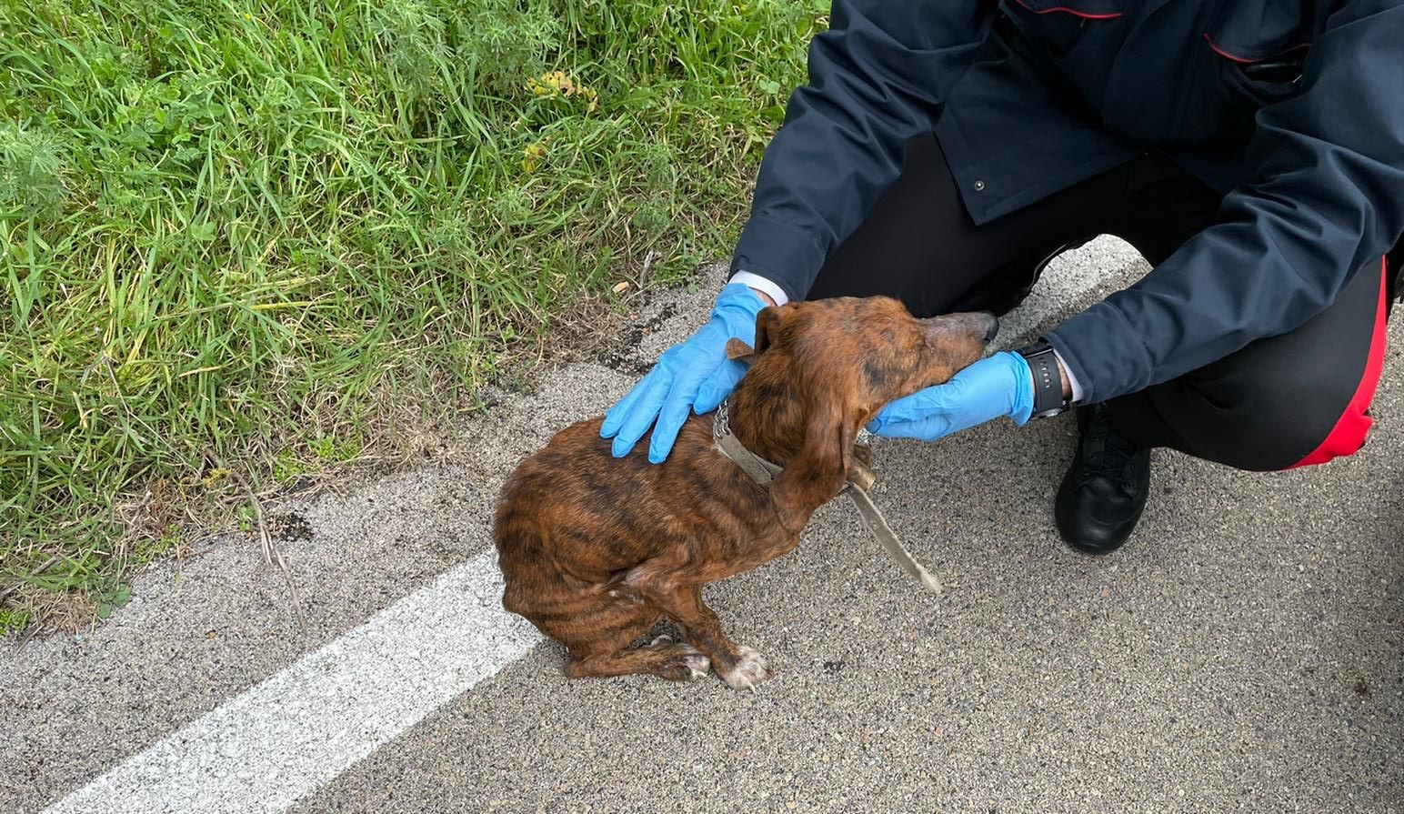 Aglientu, maltrattava il suo cane da caccia: denunciato