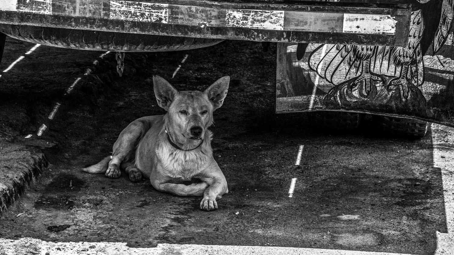 Olbia, arriva la LAV con le uova solidali: sostegno a famiglie e animali scappati dalla guerra in Ucraina