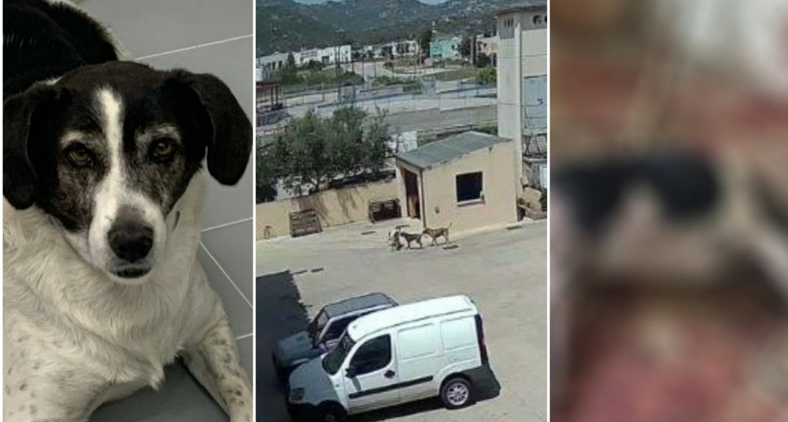 Olbia: storia di Bric, ucciso da branco di cani incustoditi in Zona Industriale 