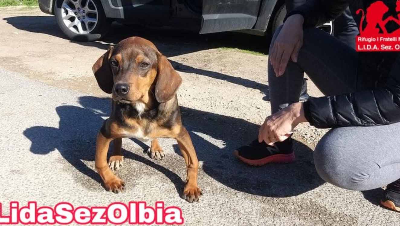 Olbia, trovato cucciolo disabile alle Saline