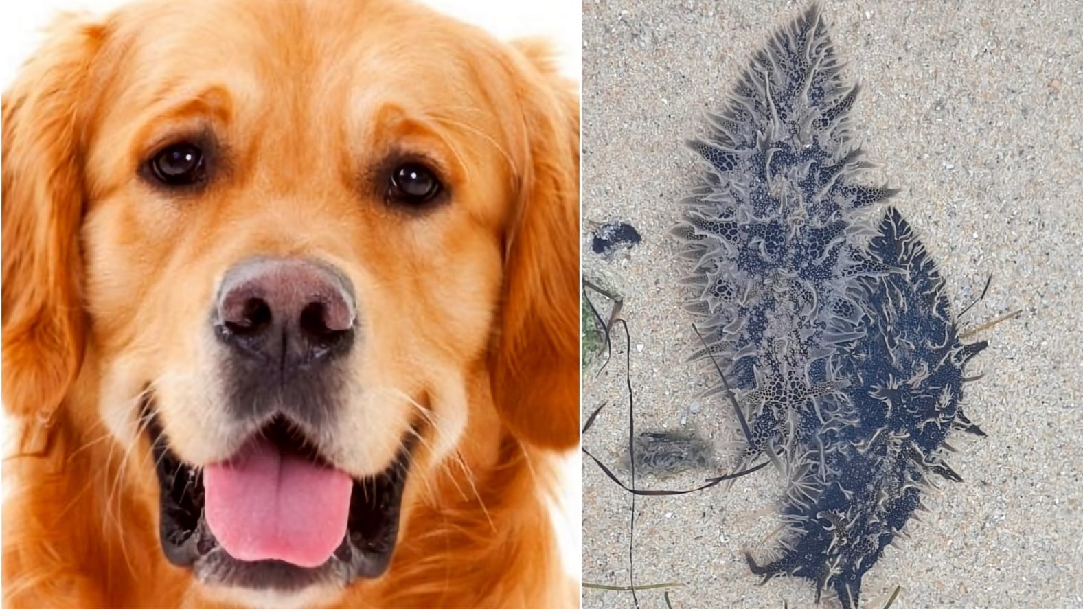 Olbia, molluschi spiaggiati: si indaga sulla morte di un cucciolo di Golden Retriever