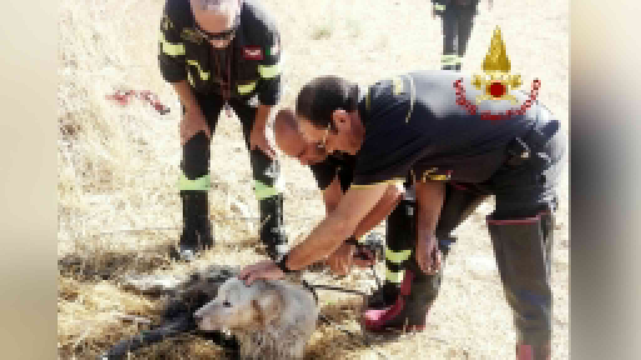 Cane ferito finisce in un canale: in azione i Vigili del fuoco