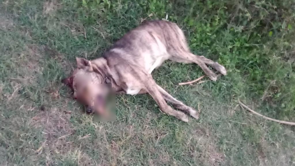 Cane investito e non soccorso: 