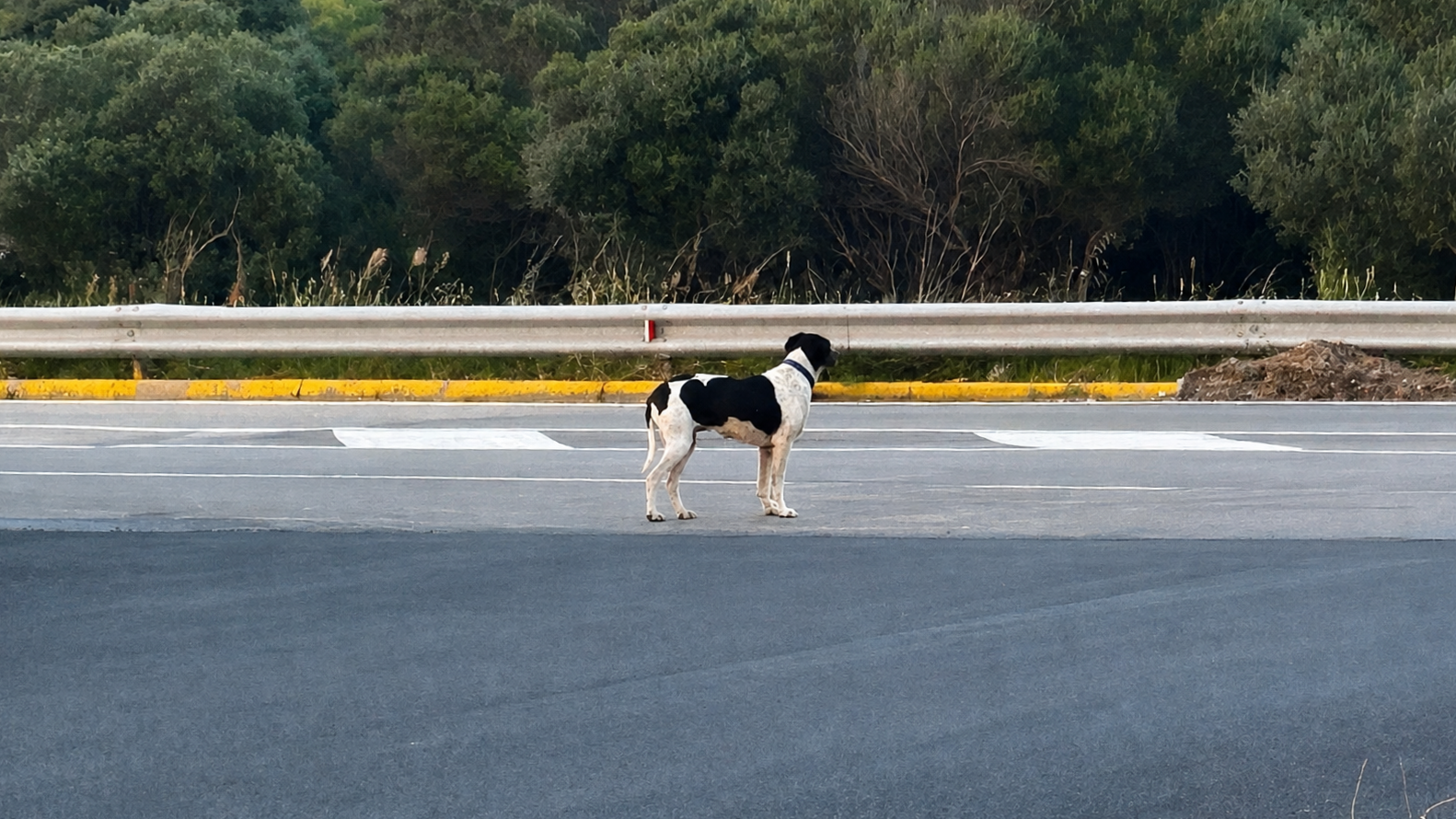 Cani a spasso da soli a Olbia: quando l'amore dei padroni non basta