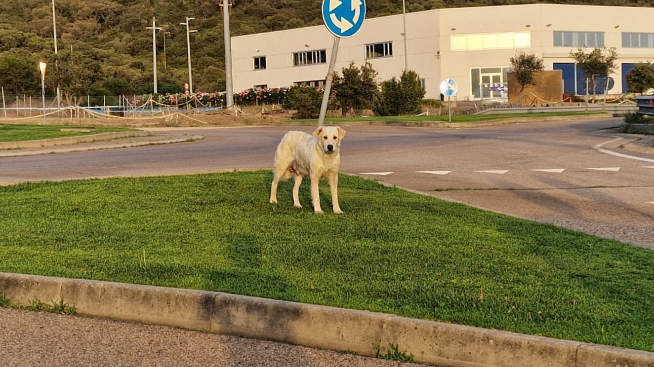 Olbia, Tar boccia ordinanza randagi di zona industriale: a rischio le catture in tempi brevi