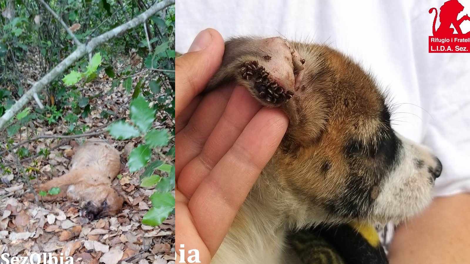 Olbia, due cuccioli abbandonati nei boschi: uno è morto di fame e sete