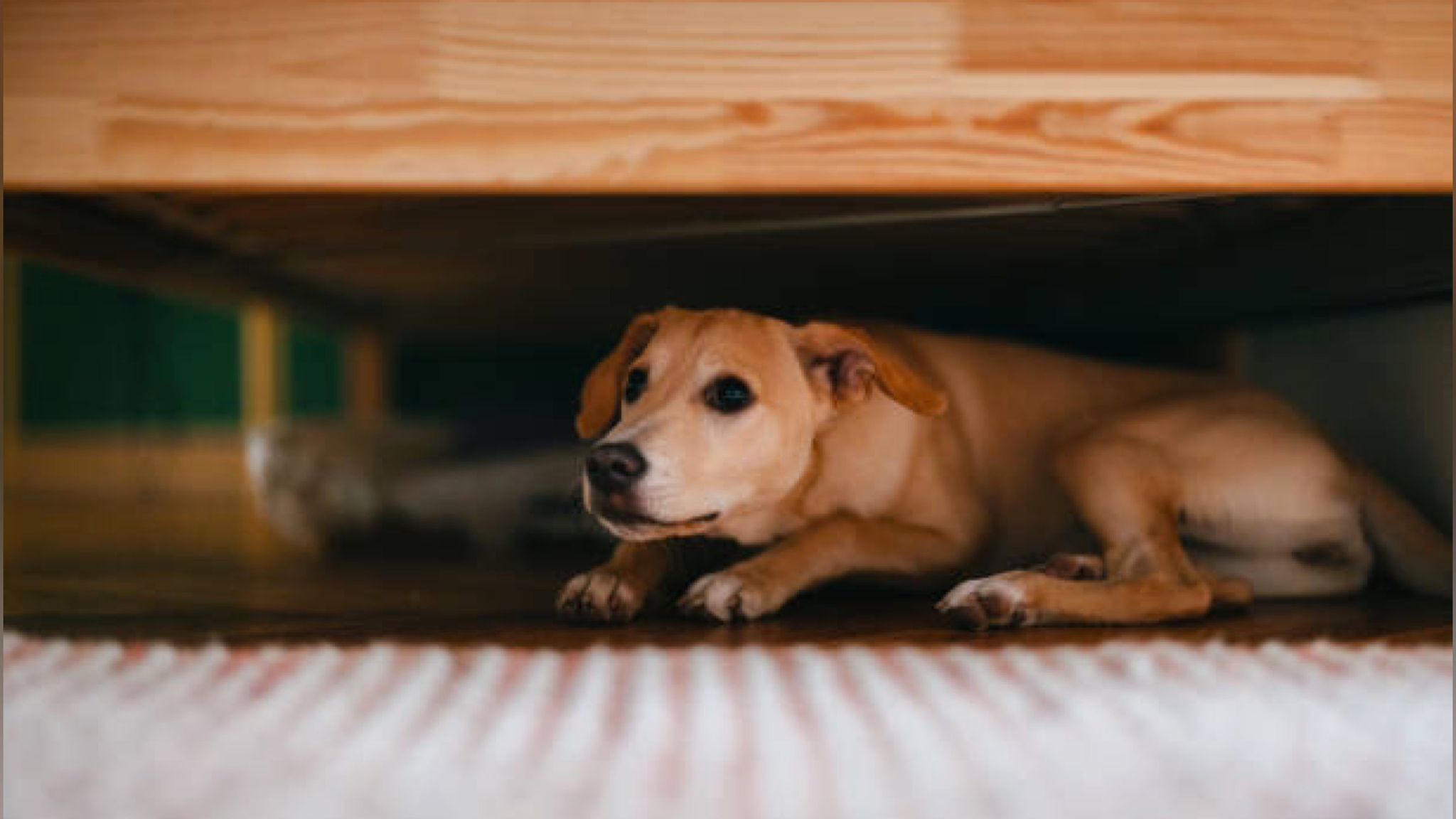 Olbia, paura dei botti a Capodanno? Ecco come proteggere gli animali