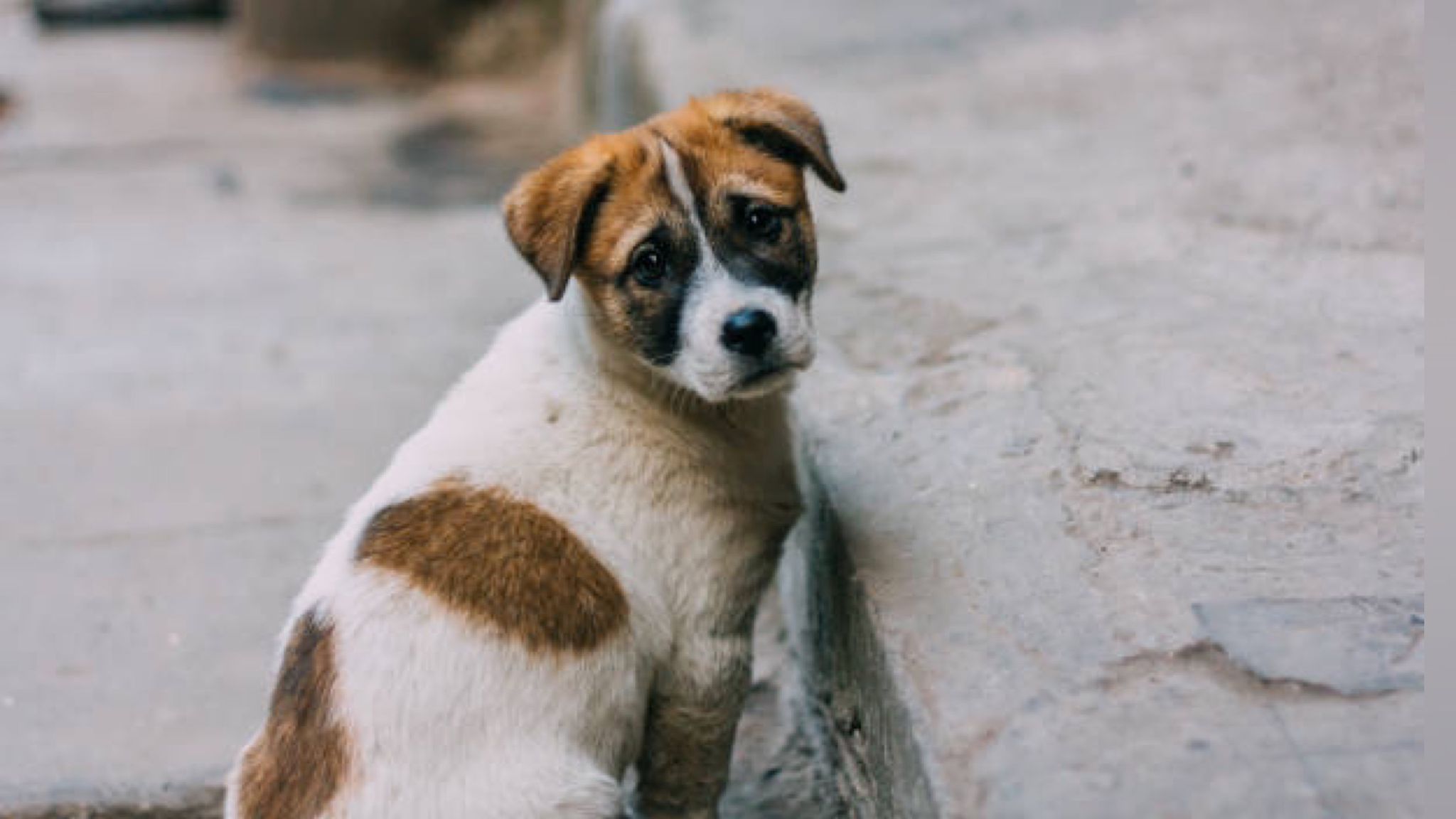 Arzachena, cani randagi feriti o abbandonati: cosa fare in caso di ritrovamento