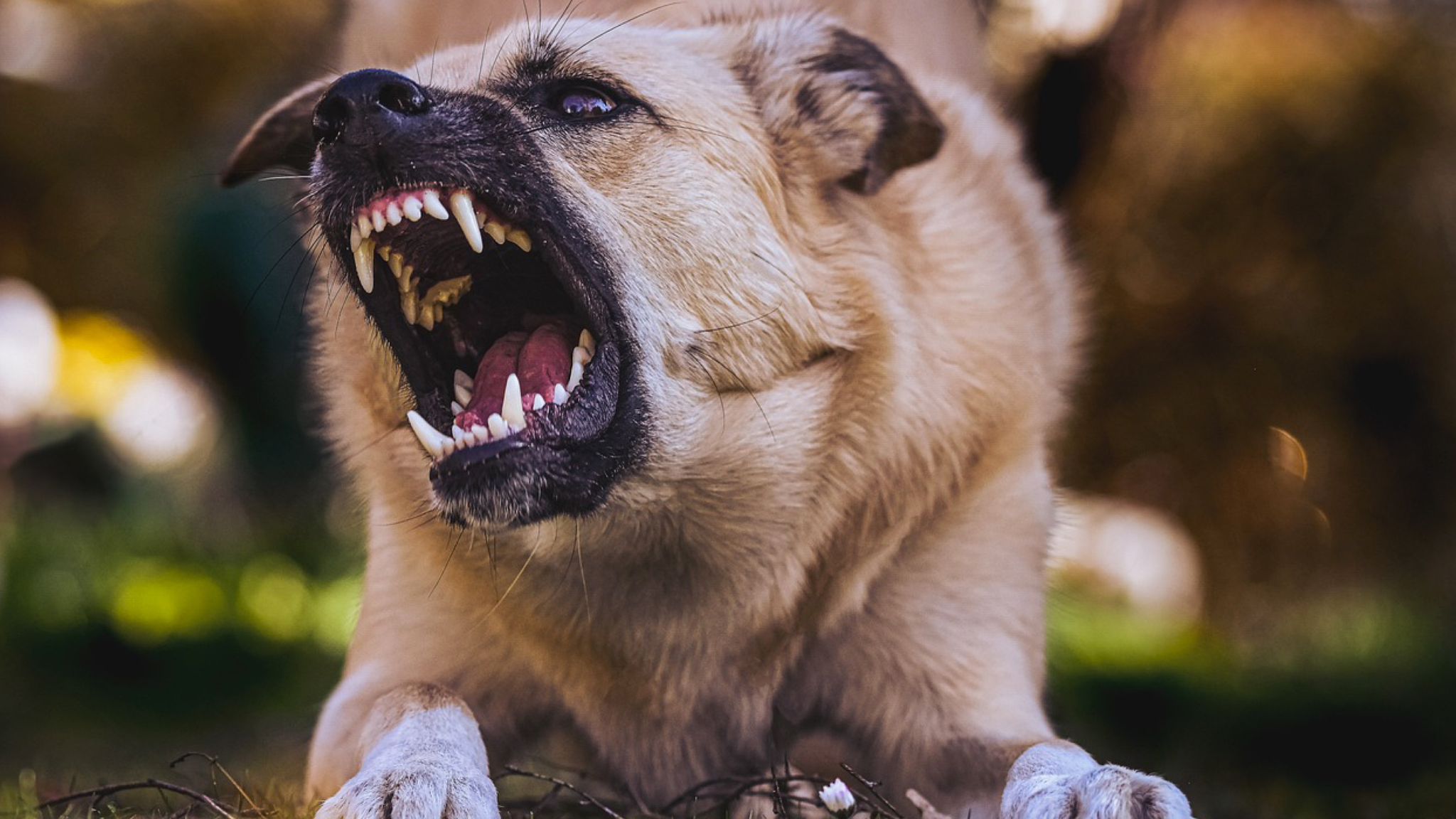 Olbia, branco di cani pericolosi: aumenta la paura in zona industriale