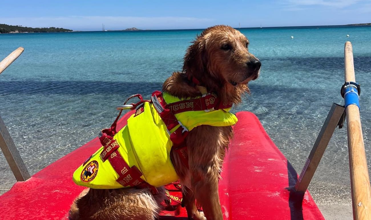 Olbia, cani da salvataggio in spiaggia: al via il progetto sperimentale