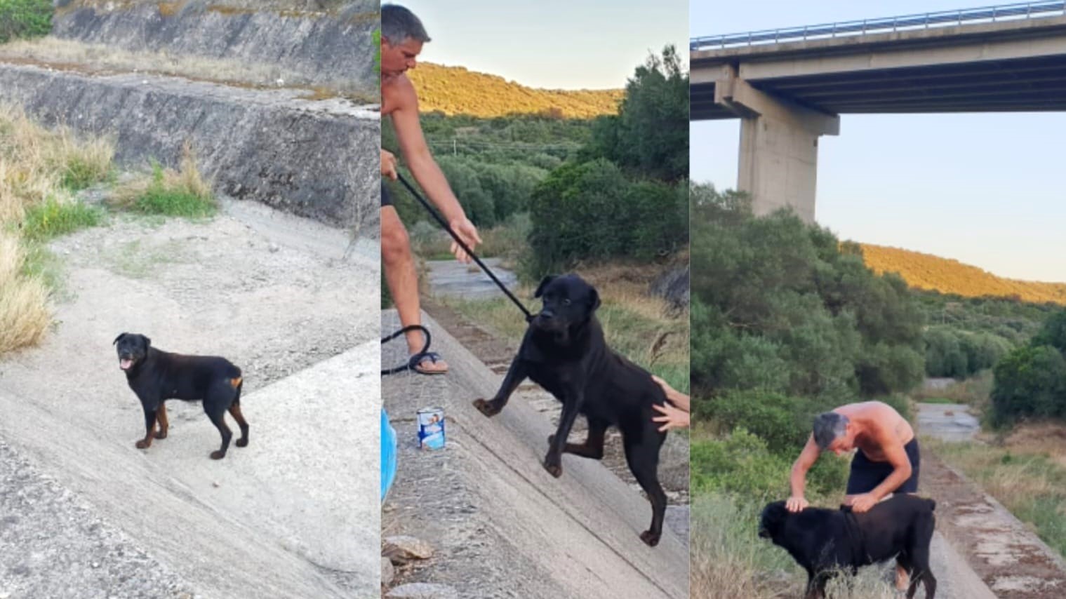 Olbia, cane cade nel canale: salvo grazie a Vigile del fuoco fuori servizio