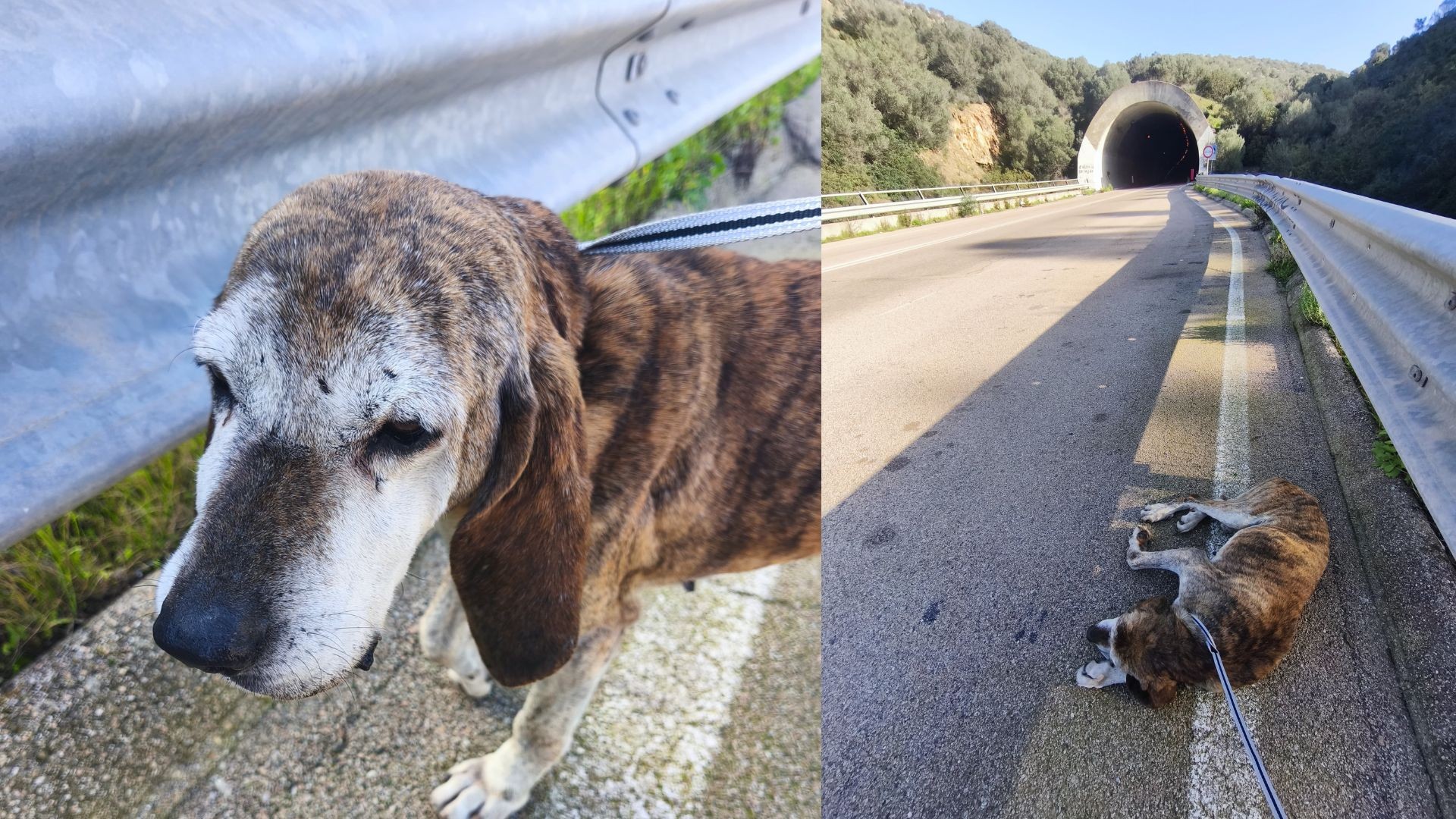 Vecchio, ferito e diretto verso la galleria: salvato in extremis lungo la panoramica Olbia–Golfo Aranci
