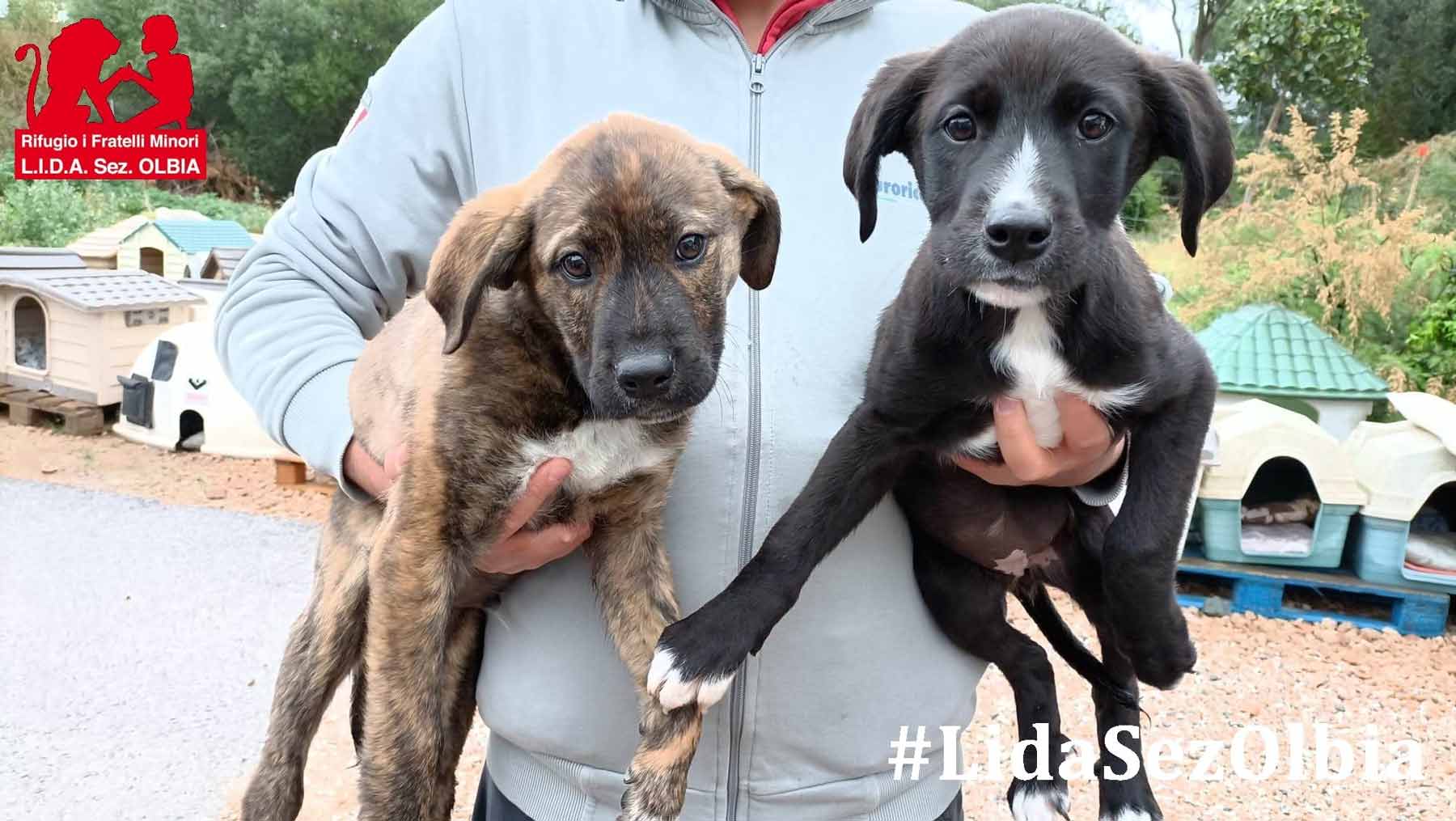 Olbia, la Lida sbarca a Milano: raccolta fondi e sfilata canina