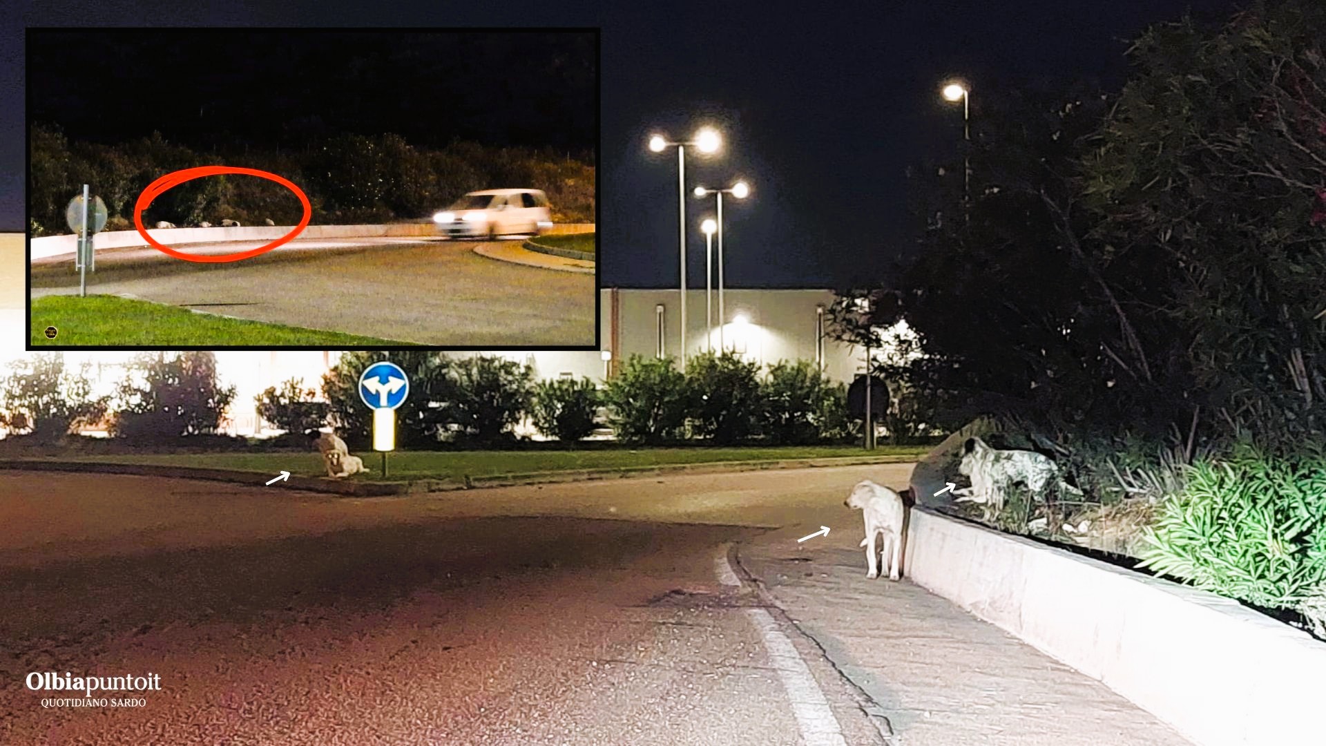 Olbia, l’ordinanza sui cani finisce al TAR: Comune pronto a difendere il provvedimento contro il randagismo