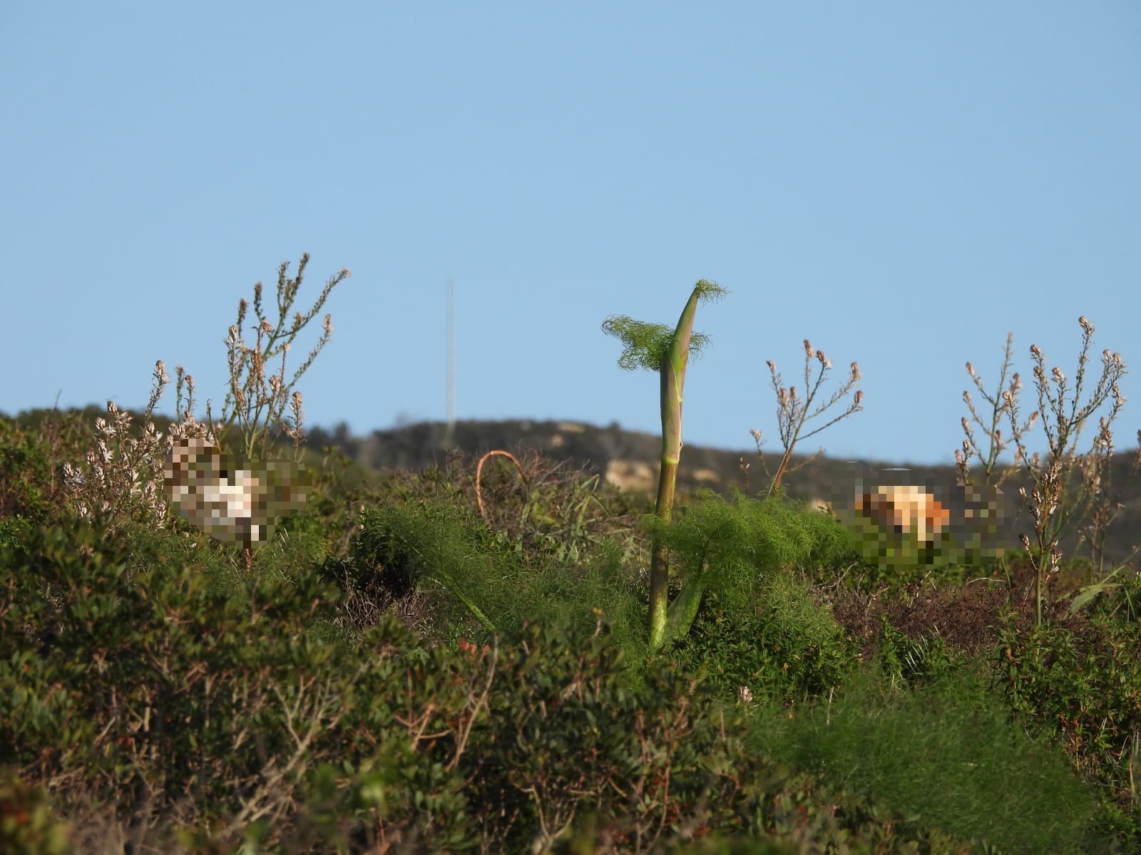 Golfo Aranci, mufloni e cani incustoditi a Figari: appello per la tutela della specie protetta