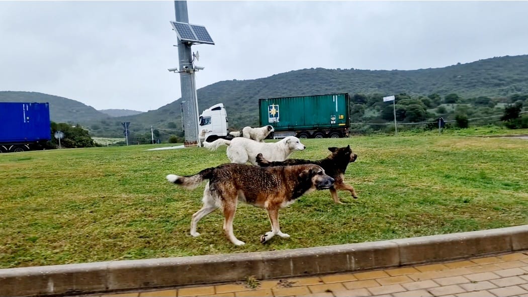 Olbia, aggredito da tre cani in zona industriale: ciclista costretto a usare bici come scudo
