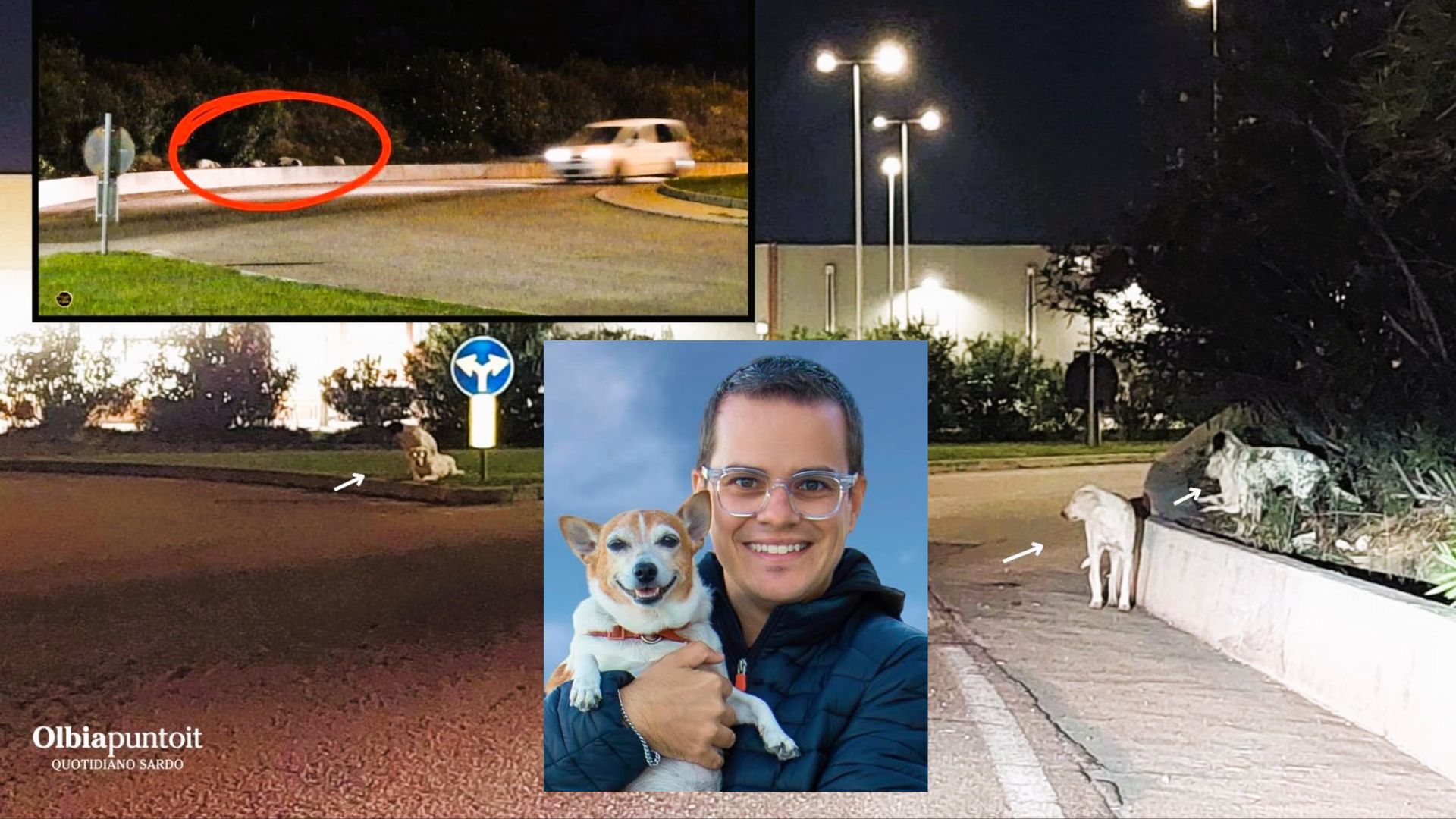 Olbia, ordinanza sui cani randagi: Rizzi attacca Nizzi, AGES risponde