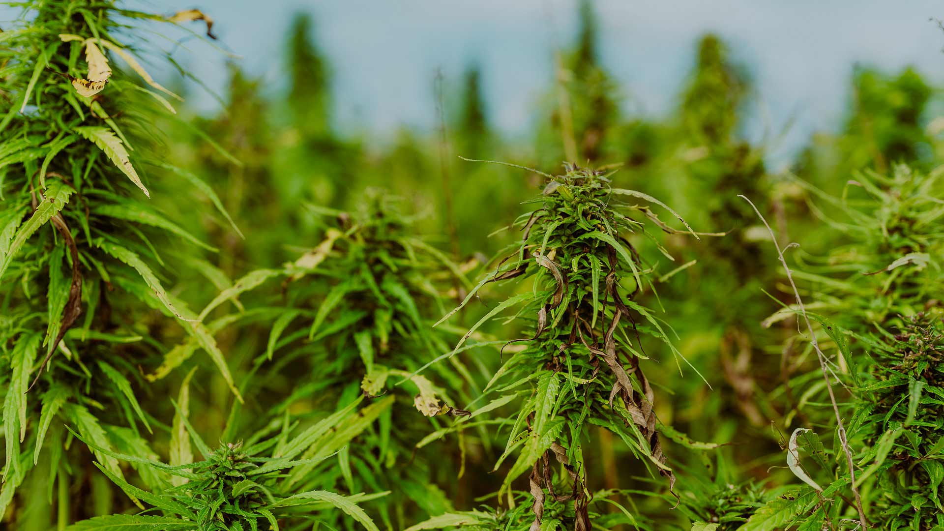 15 kg di marijuana in casa: nei guai 23enne