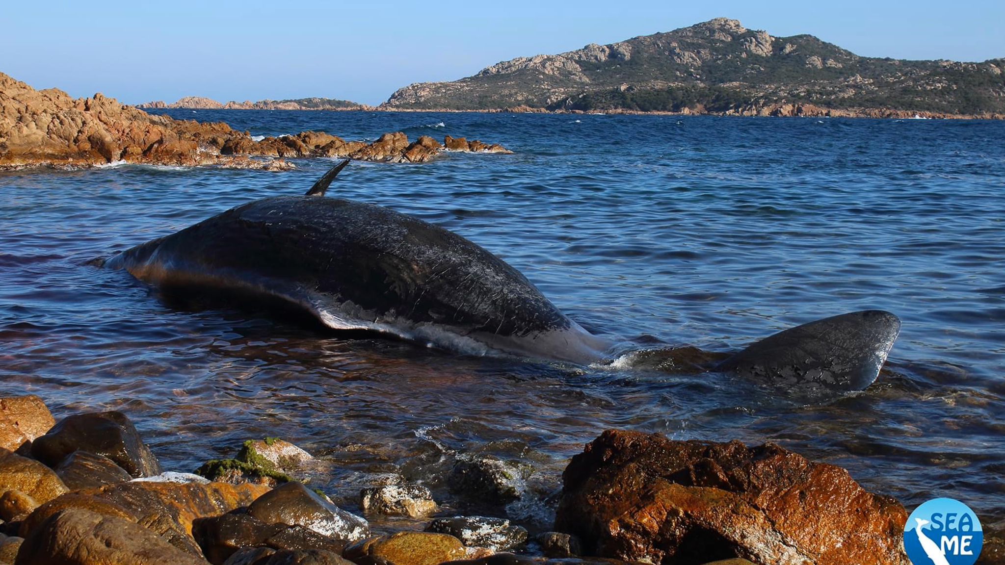 La Maddalena, scheletro del capodoglio torna in Sardegna e sarà esposto