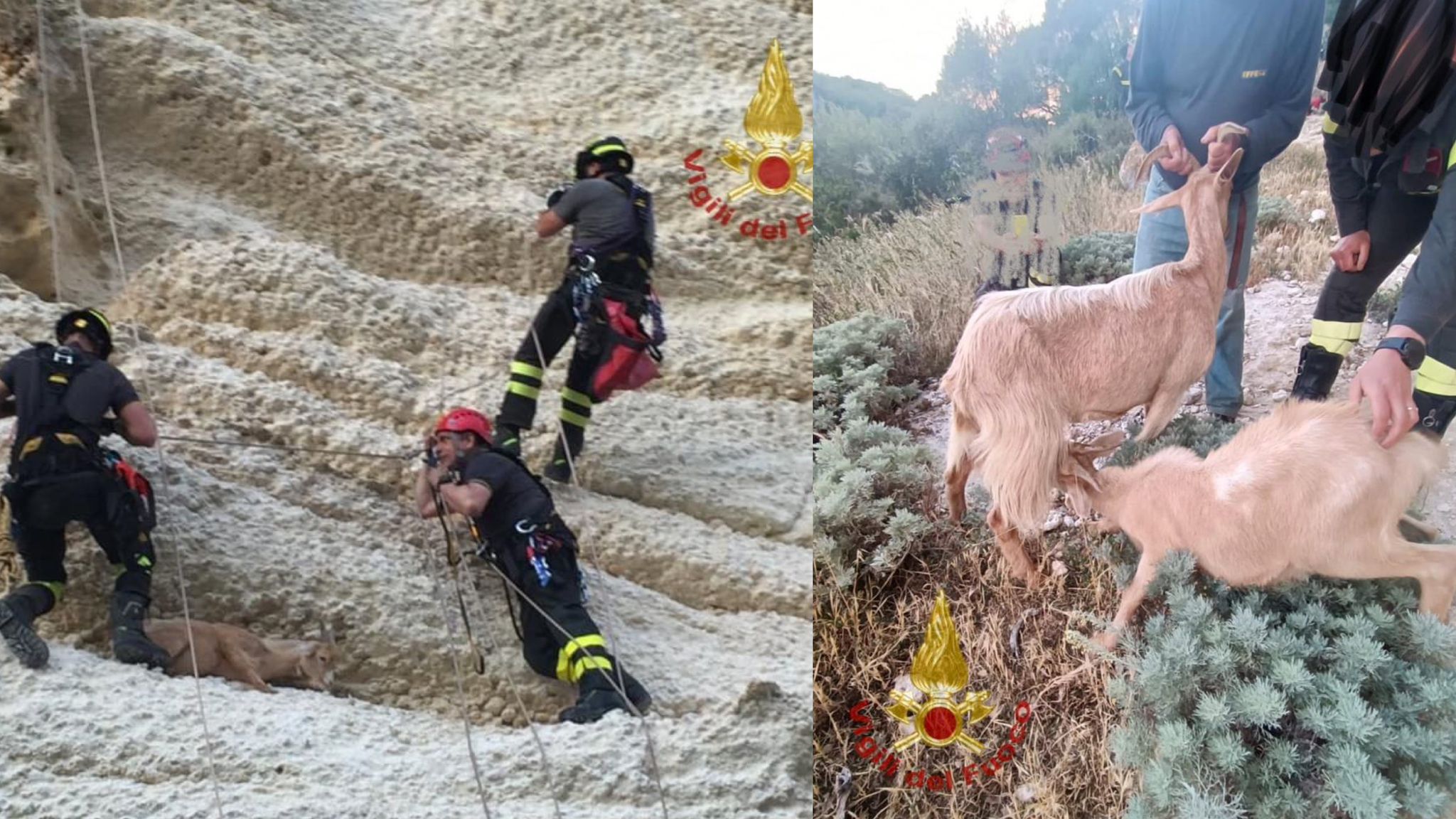 Nord Sardegna, due capre bloccate sulla parete rocciosa: tratte in salvo