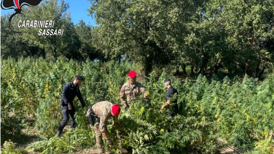 Oschiri, arrestato il proprietario del terreno dove sorse la maxi piantagione di cannabis sul lago Coghinas