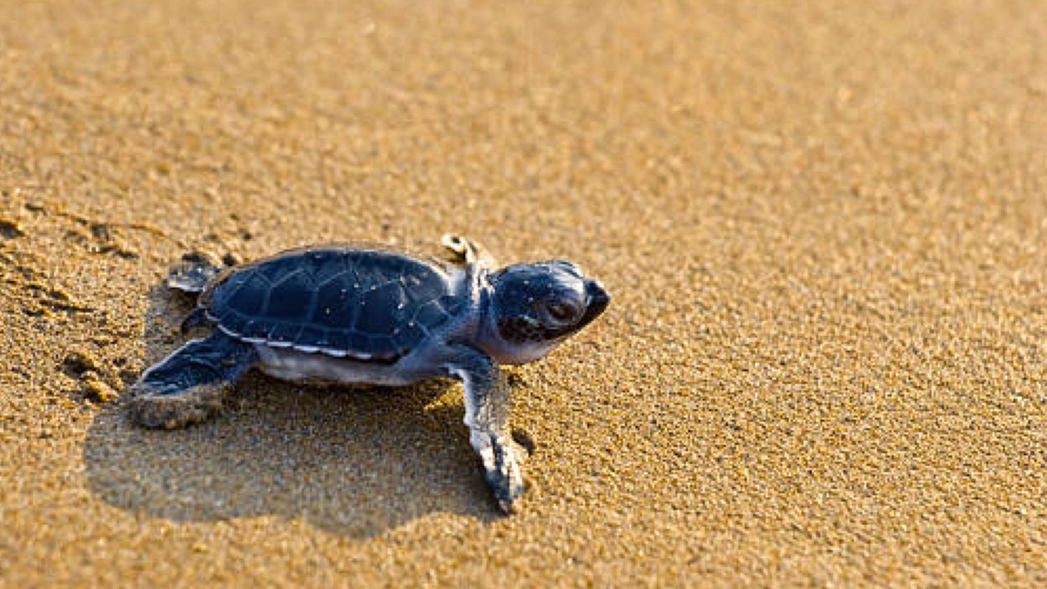 San Teodoro, nido Caretta caretta: Amp: 