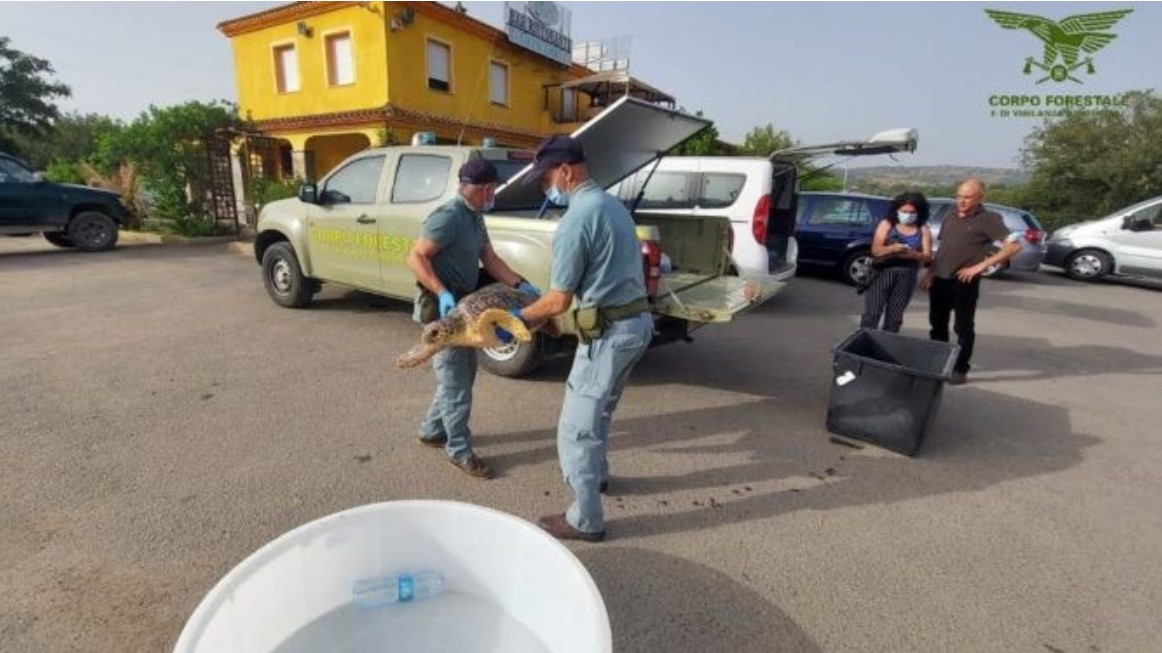 Tartaruga marina in difficoltà salvata da tre diportisti