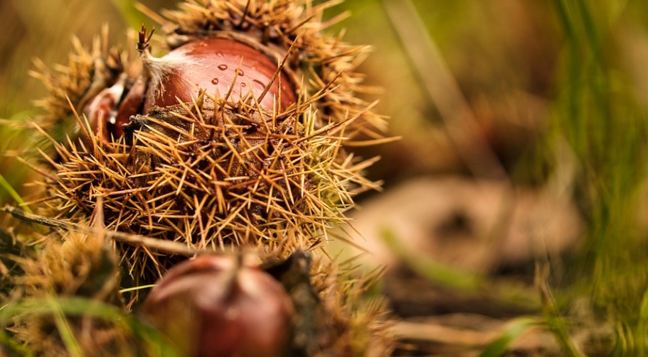 Sagra delle castagne e delle nocciole: tra gastronomia, arte e cultura