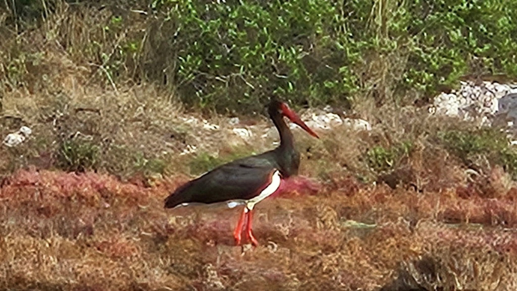 Olbia, avvistata una rara cicogna nera: lo scatto di Pietrina Sotgiu incanta la città