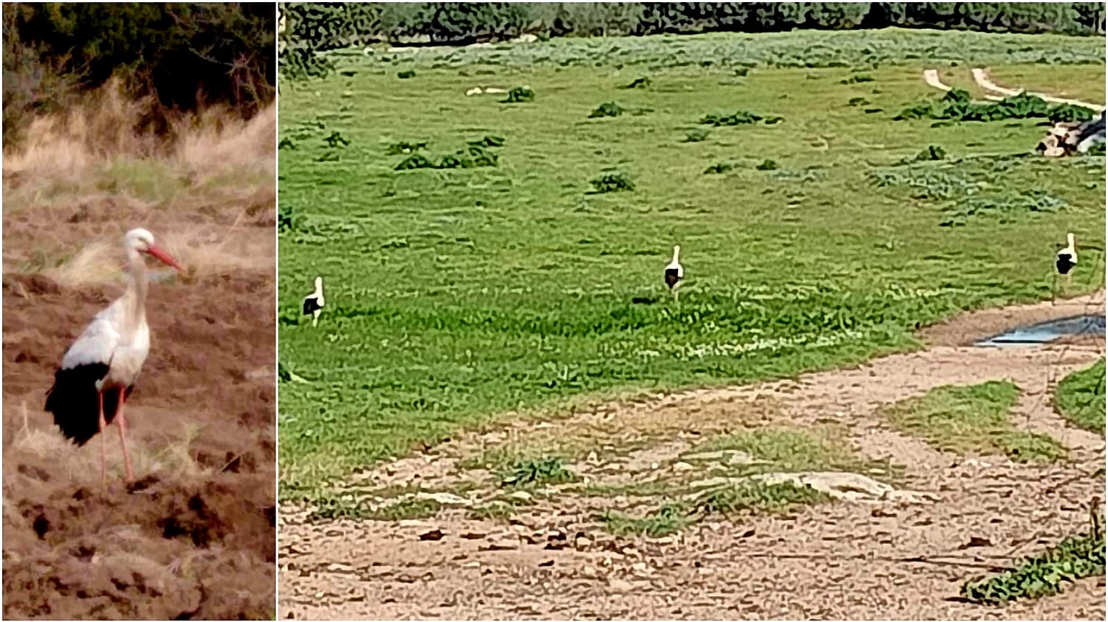 Olbia, avvistate sette bellissime cicogne bianche