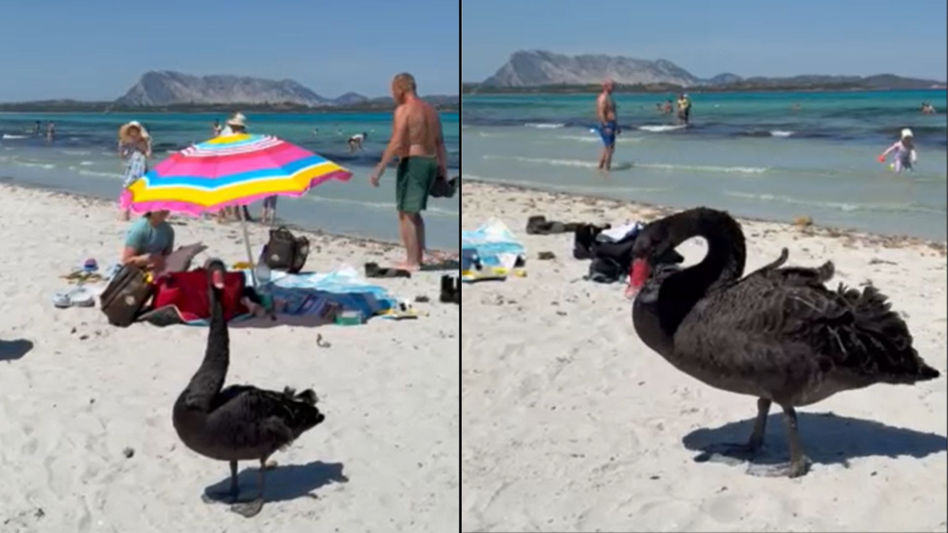 Un cigno nero approda alla Cinta: straordinario avvistamento a San Teodoro