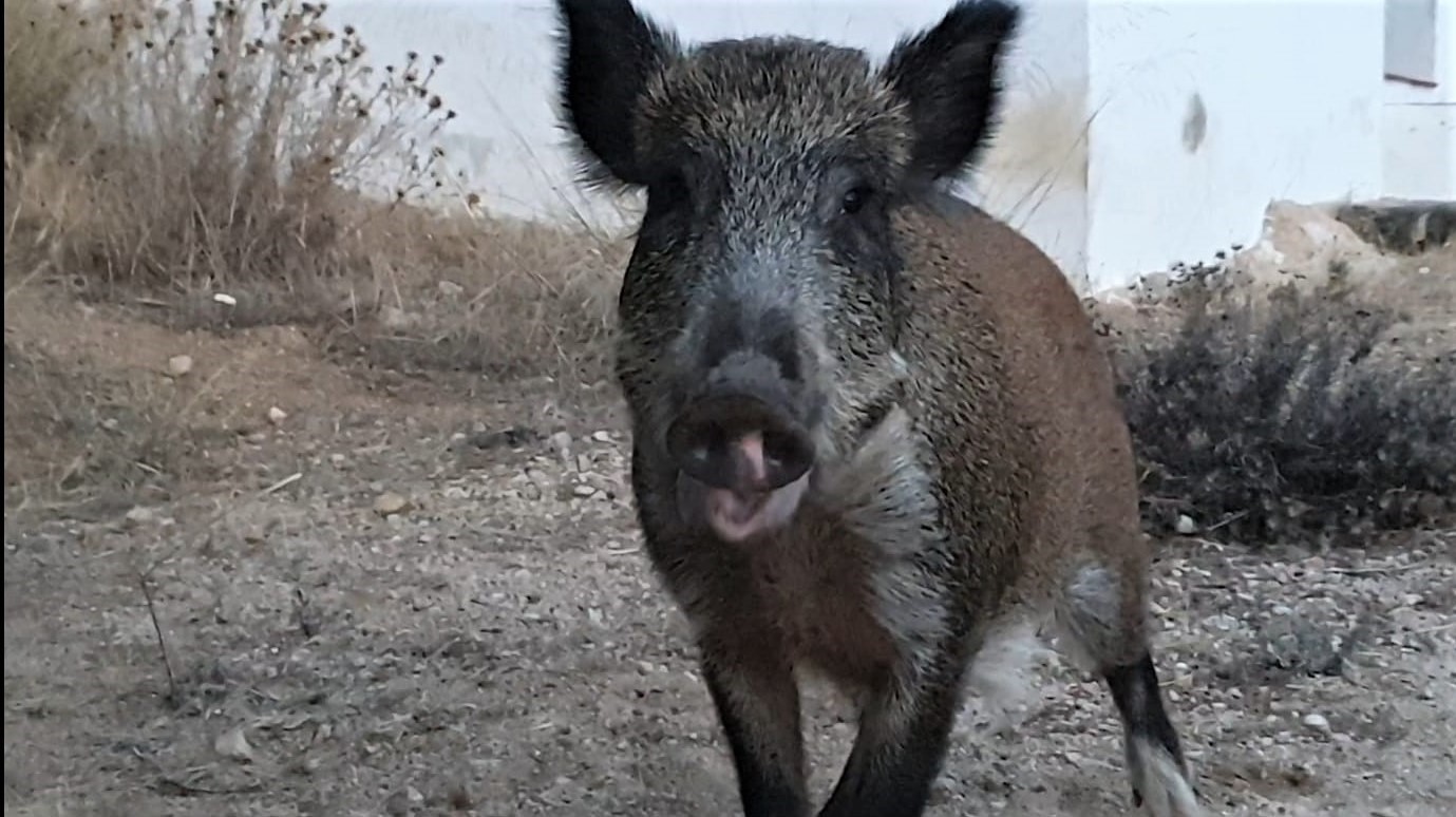 Uccide un cinghiale a bastonate: denunciato