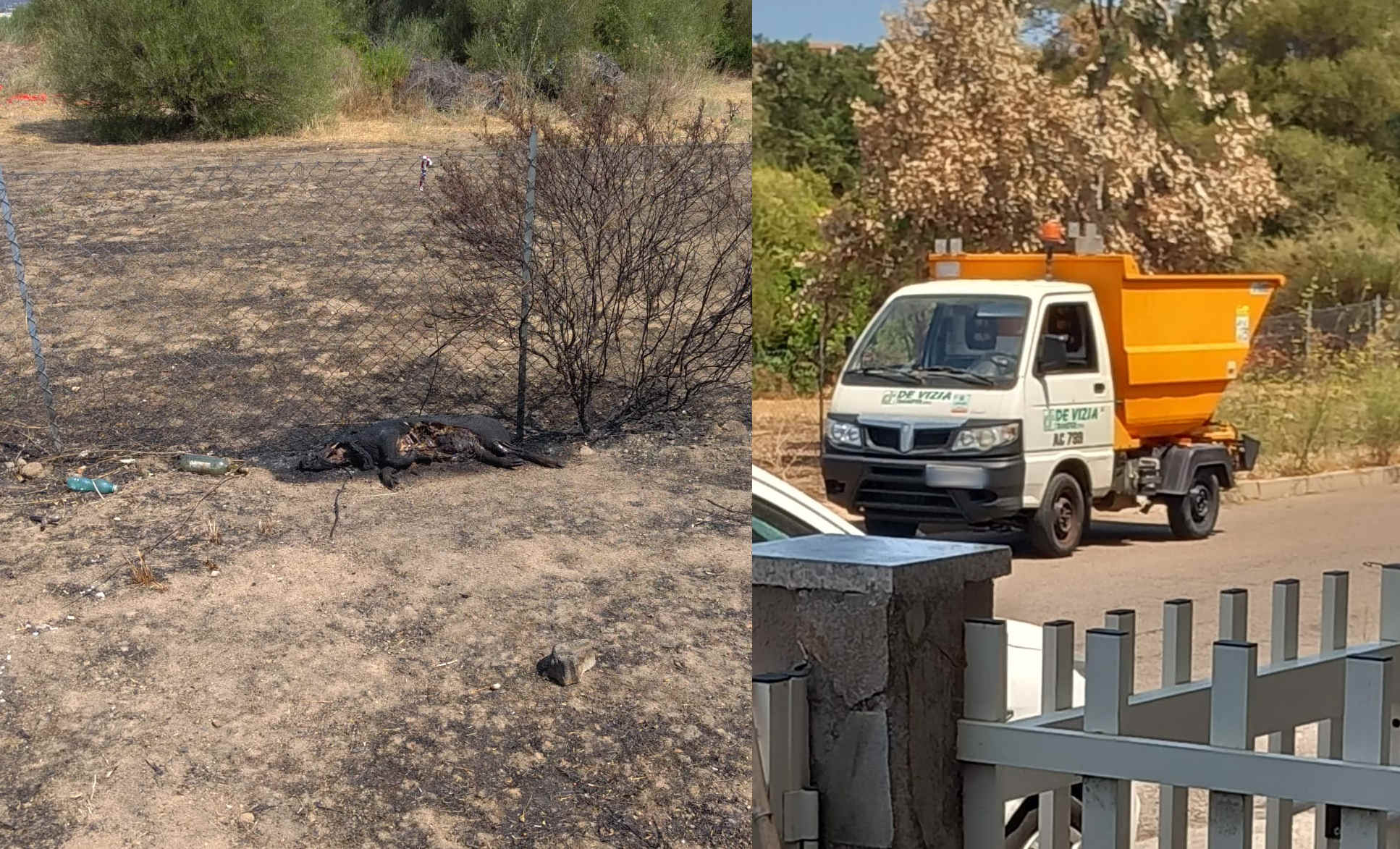 Olbia, cinghiale di via Modena: prima il fuoco, poi lo smaltimento