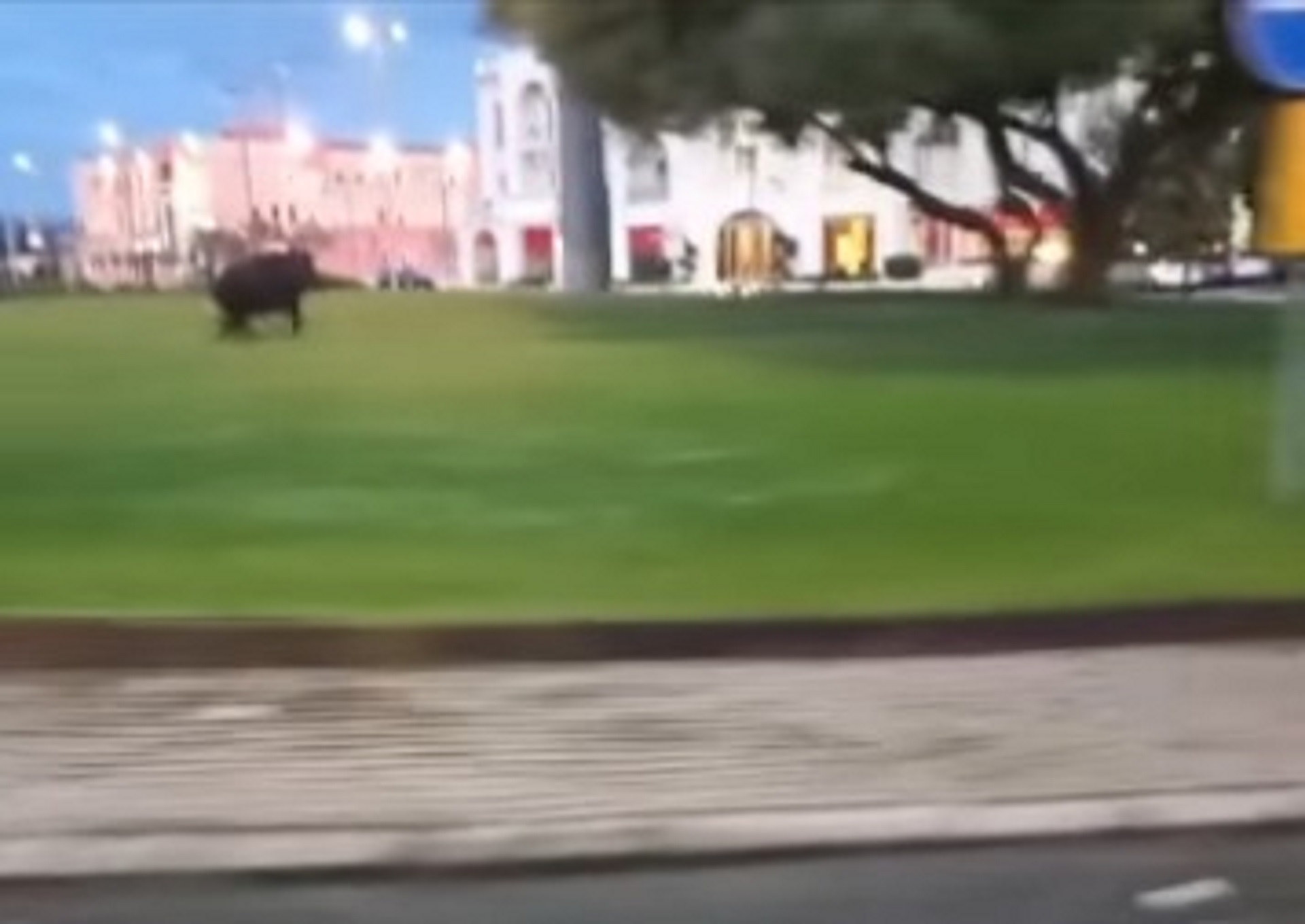 Olbia, zona aeroporto: la corsa di un cinghiale tra il traffico