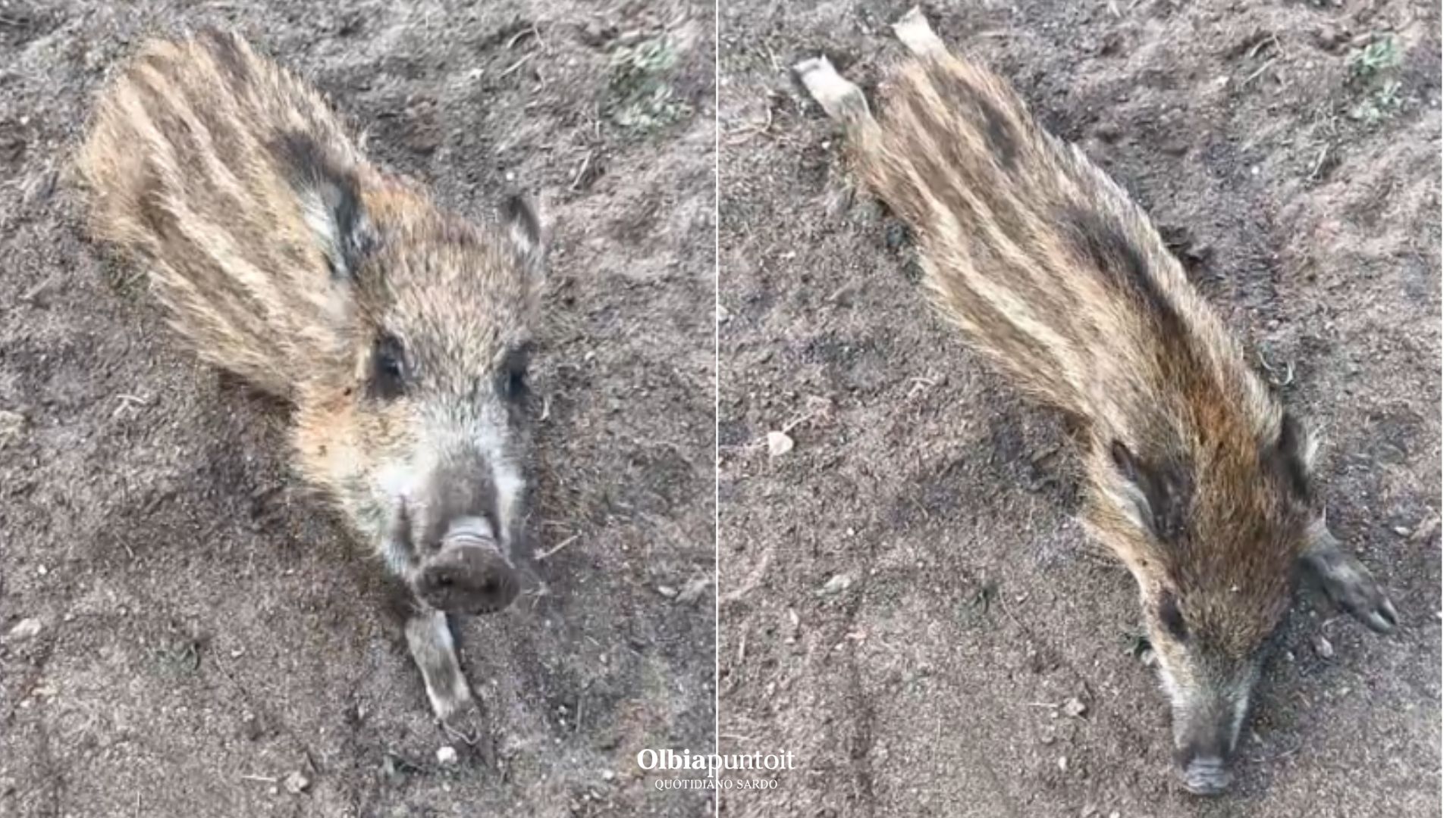 Quando l’intelligenza salva la vita: cinghialetto “fa il morto” per sfuggire al cacciatore