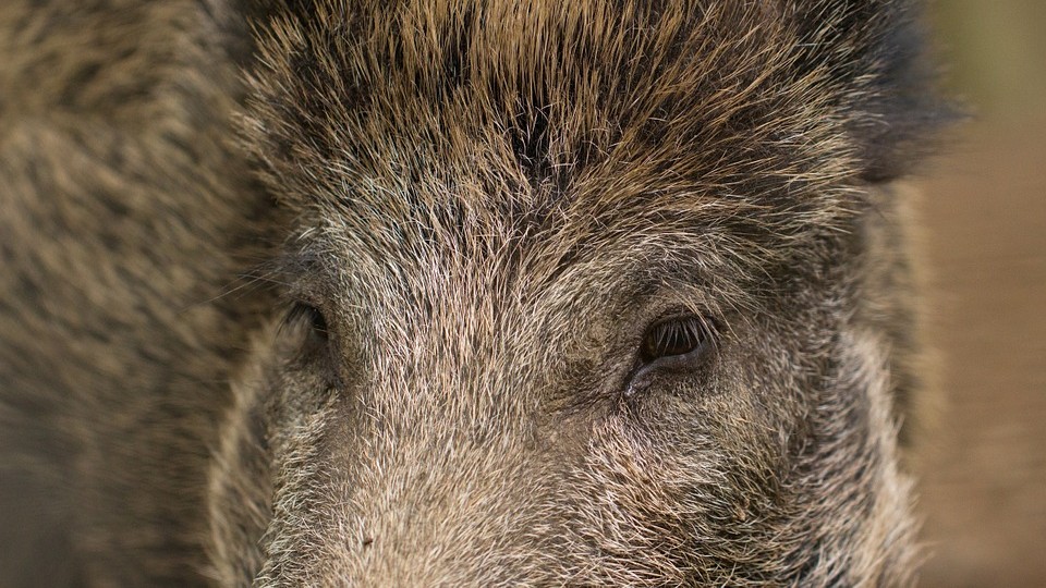 Olbia senza impianti di incenerimento: carcassa di cinghiale sepolta d'urgenza