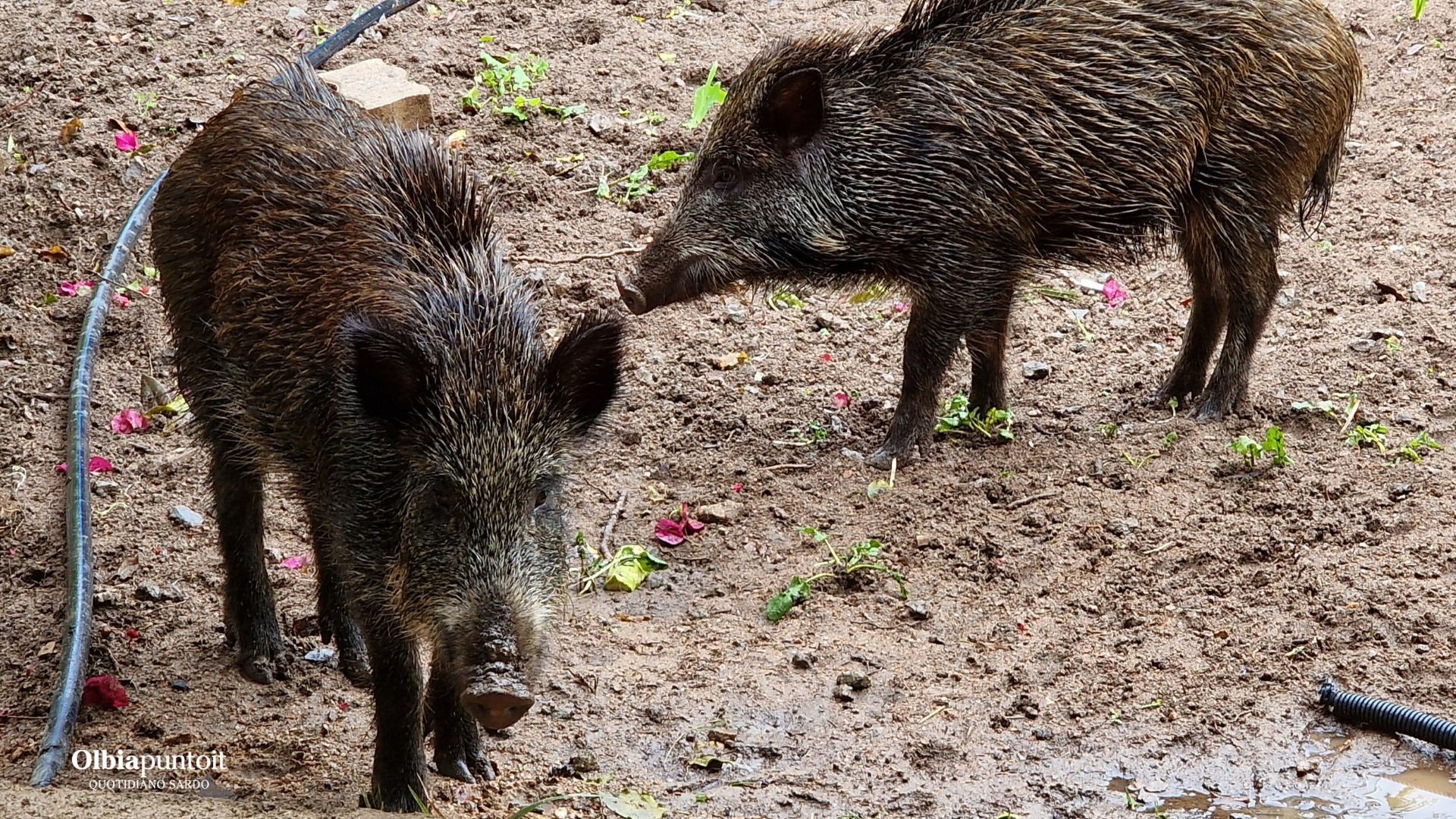 Provincia Gallura: aperte le iscrizioni ai corsi per coadiutori nella gestione della fauna selvatica
