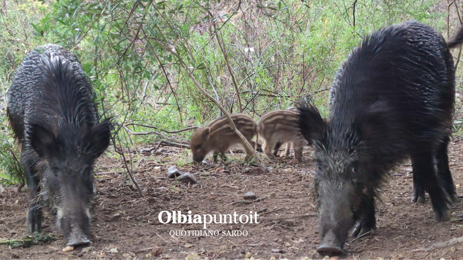 Caccia al cinghiale anche il 31 gennaio: la critica del GrIG