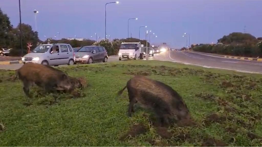 Olbia: cinghiali indaffarati distruggono il prato della rotonda